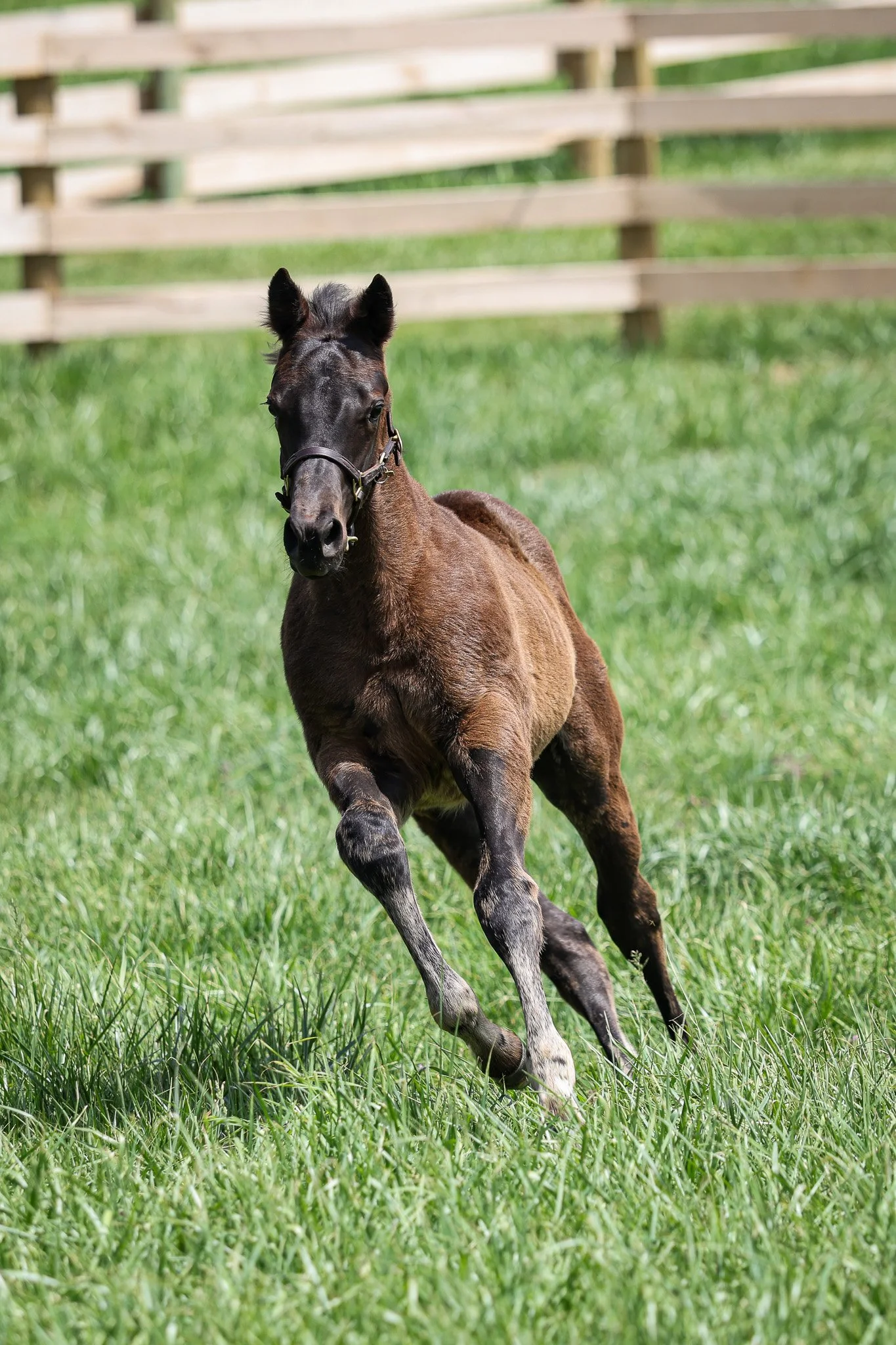 25 Goodnight Olive PP 4.24.25 4.jpg