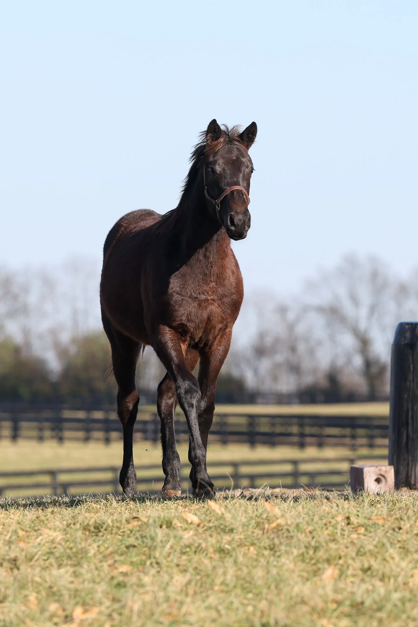 25 Goodnight Olive PP 11.2025. 2.jpg