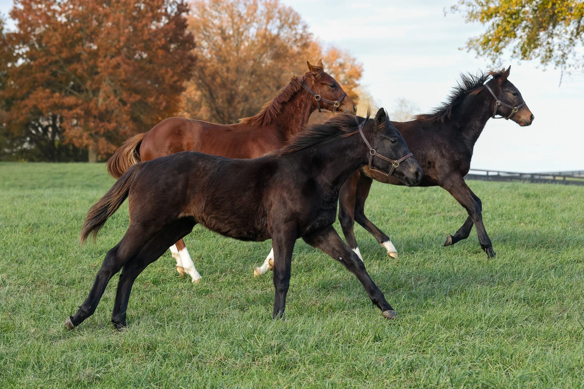 25 Goodnight Olive PP 11.14.25.jpg