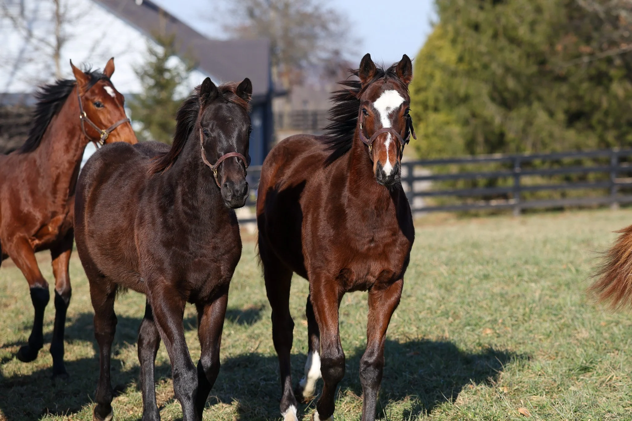 25 Goodnight Olive PP 11.2025.jpg