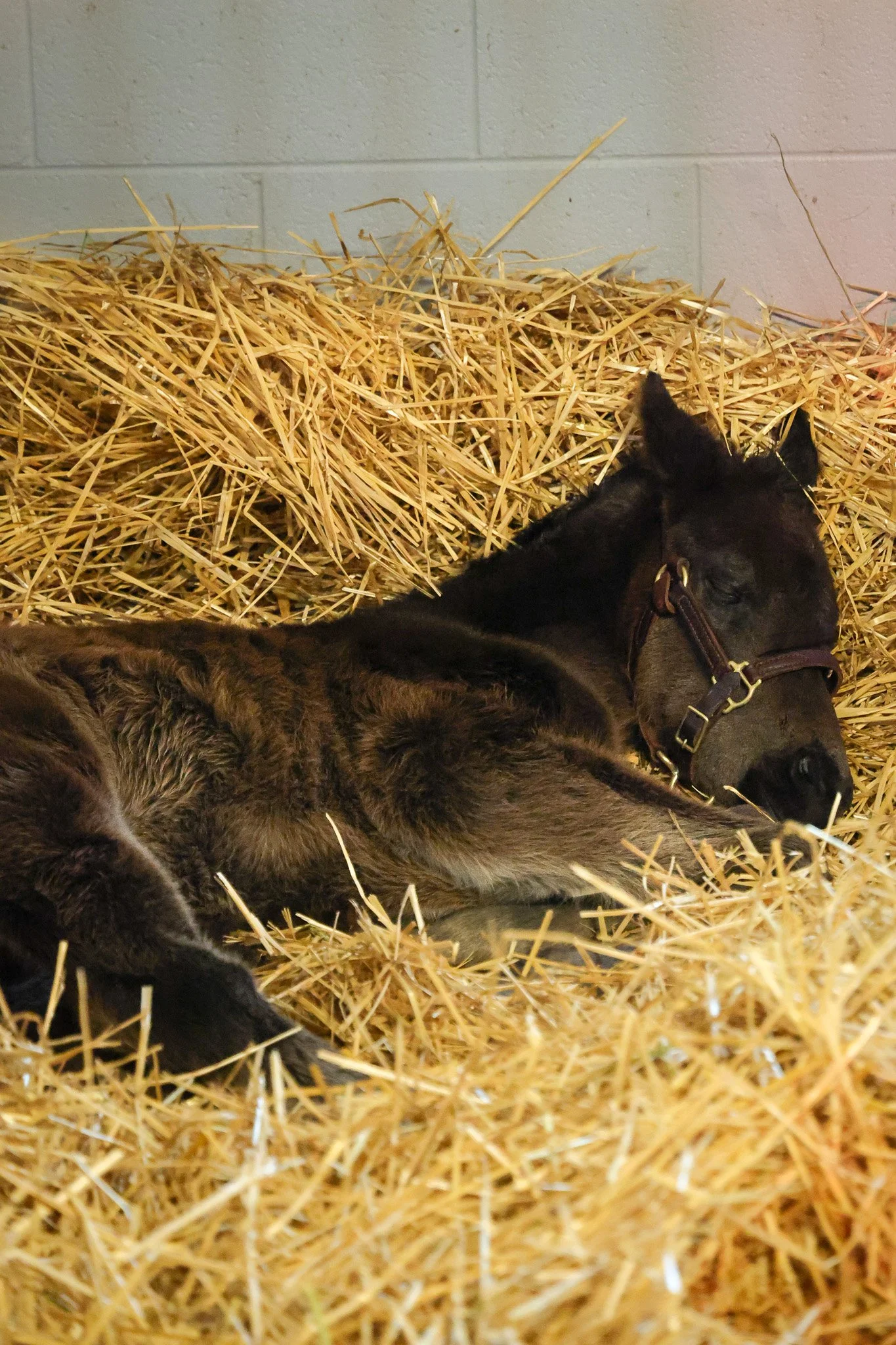 25 Goodnight Olive stall 2.13.25.2 .jpg