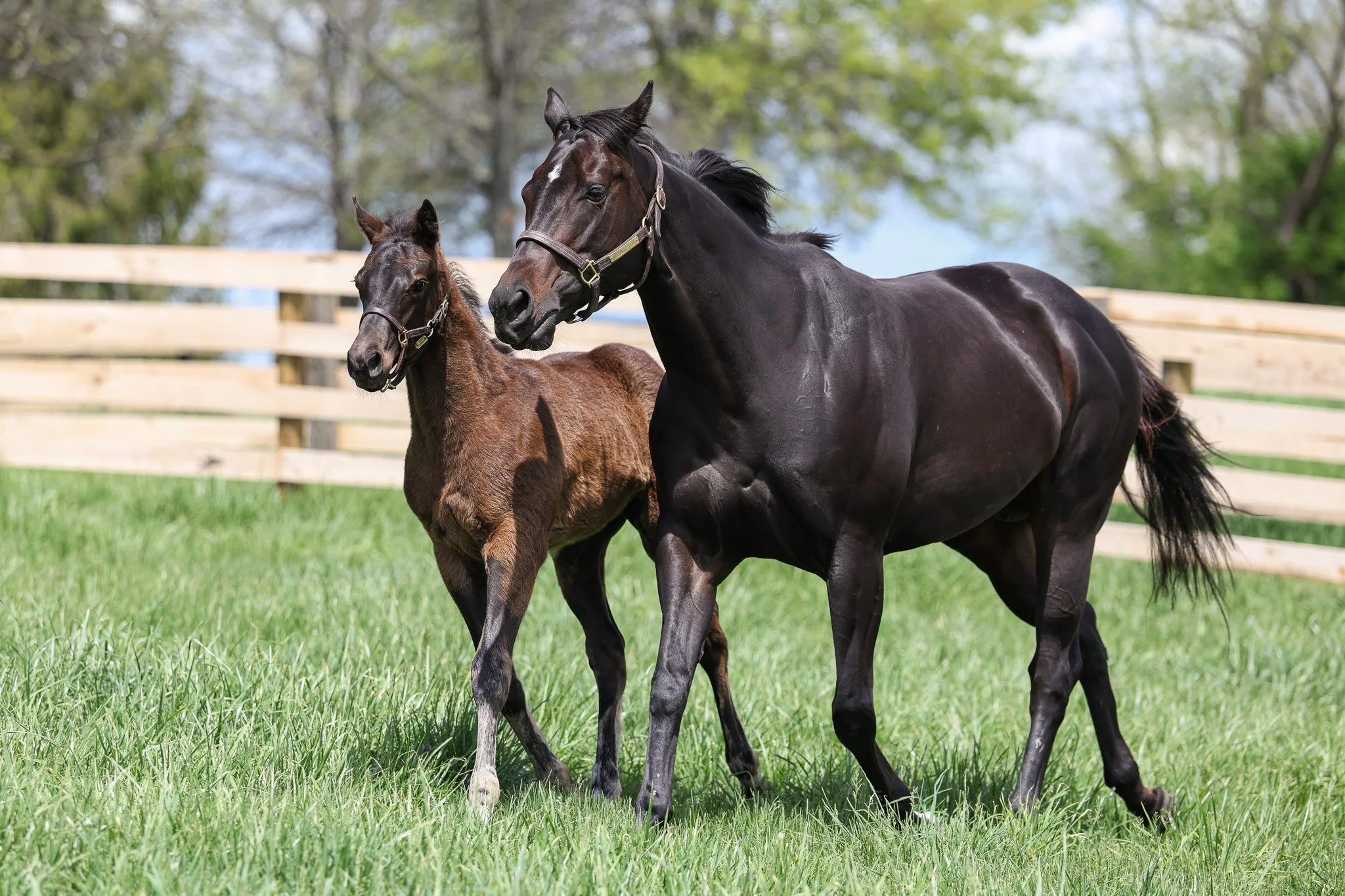 25 GoodnigOlive PP 4.24.25 .jpg