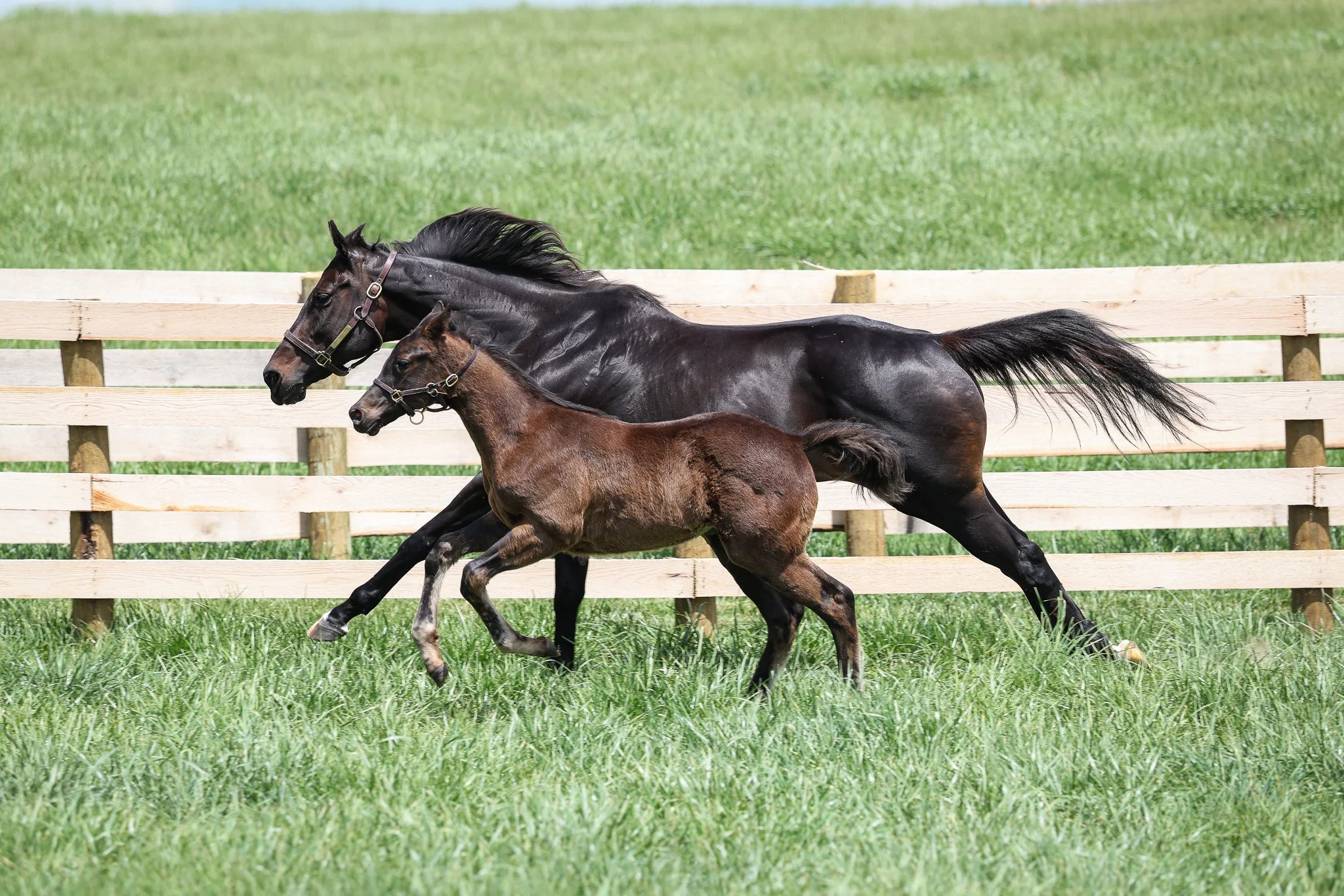 25 GoodnigOlive PP 4.24.25 3.jpg