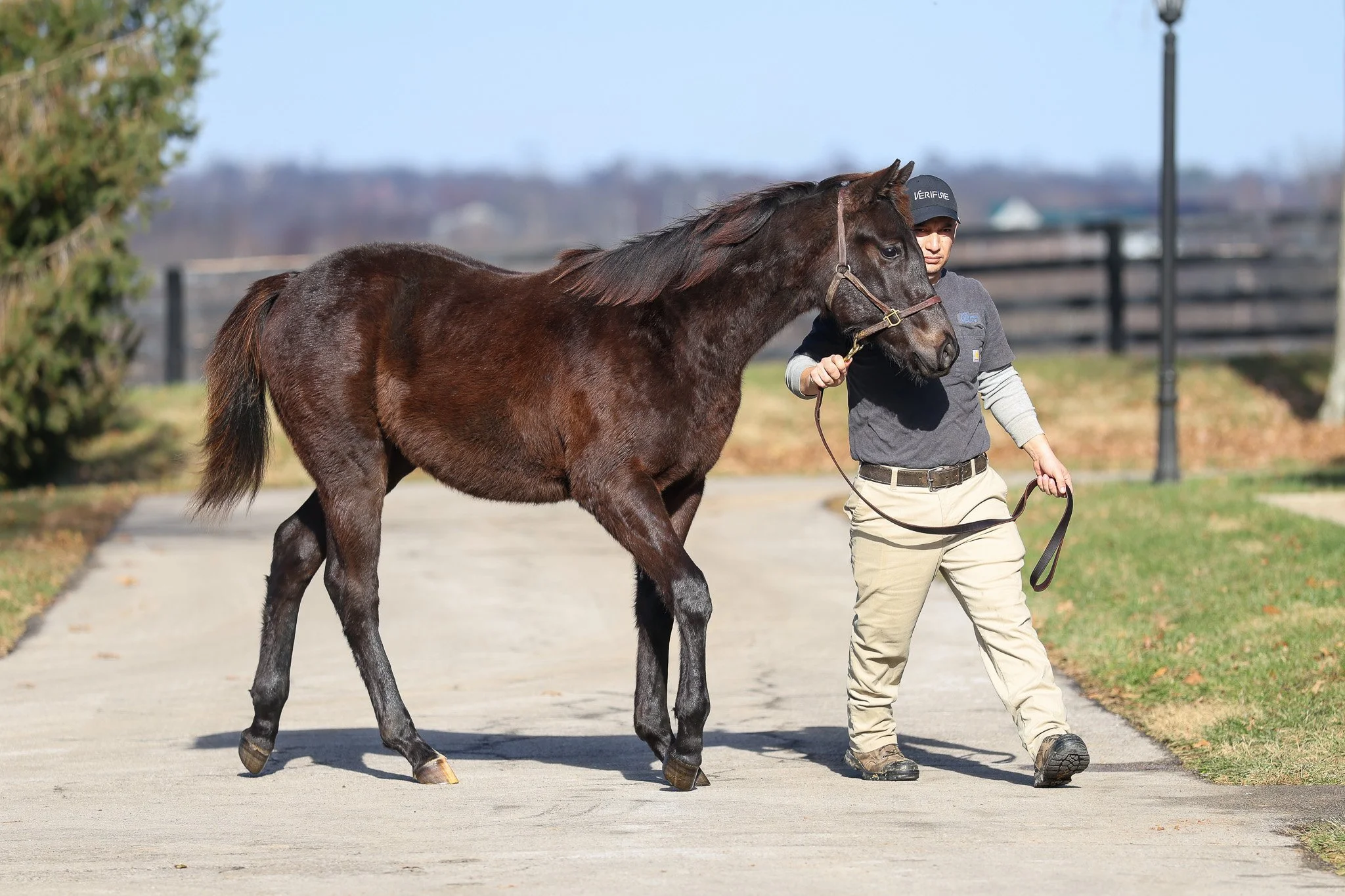 Not This Time / Goodnight Olive