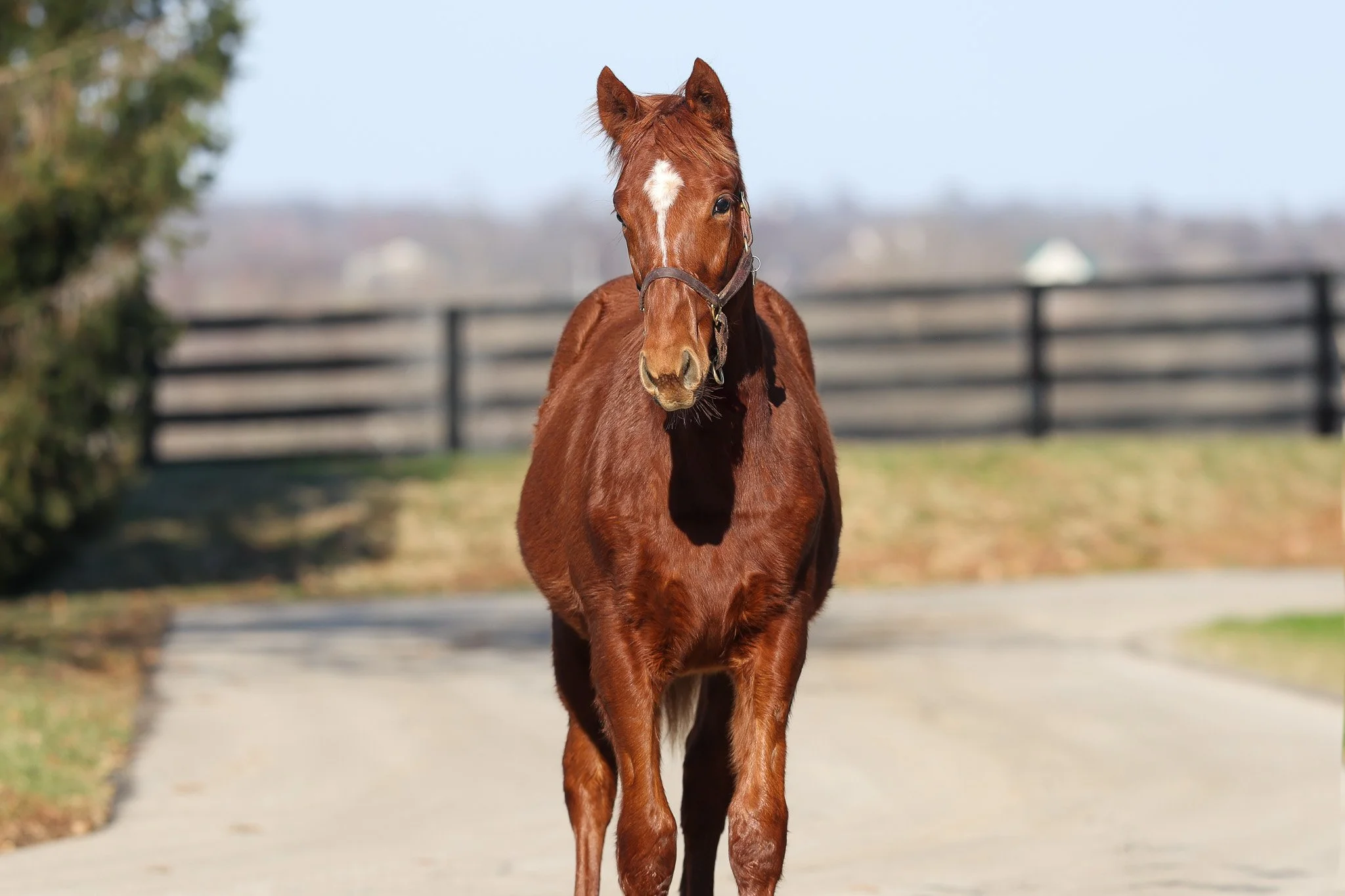 25 Goddess Pele HS 12.17.25.jpg