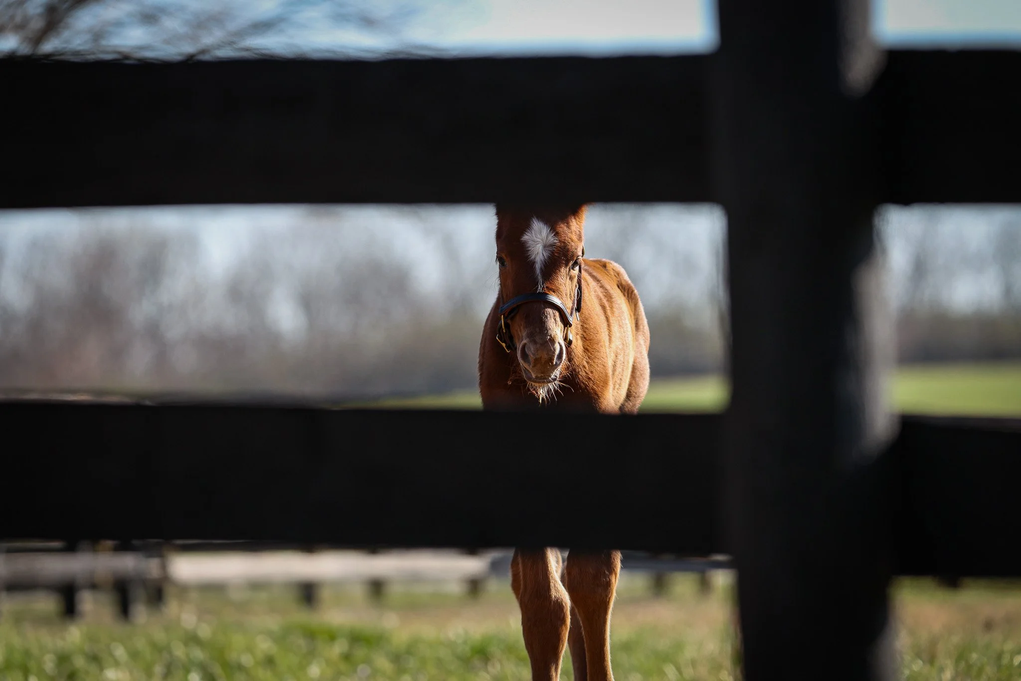 25 Goddess Pele PP 3.21.25  2.jpg