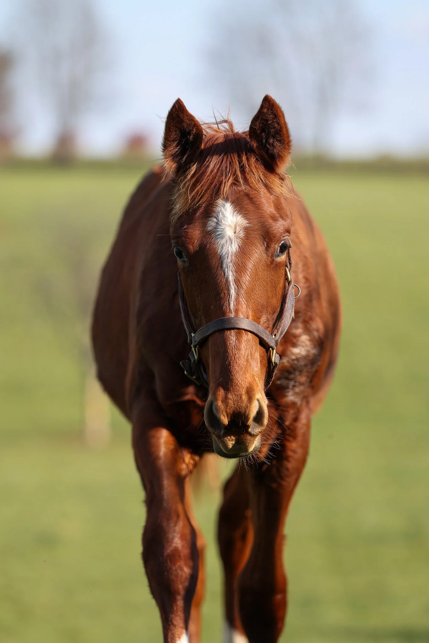 25 Goddess Pele PP 11.14.25.jpg