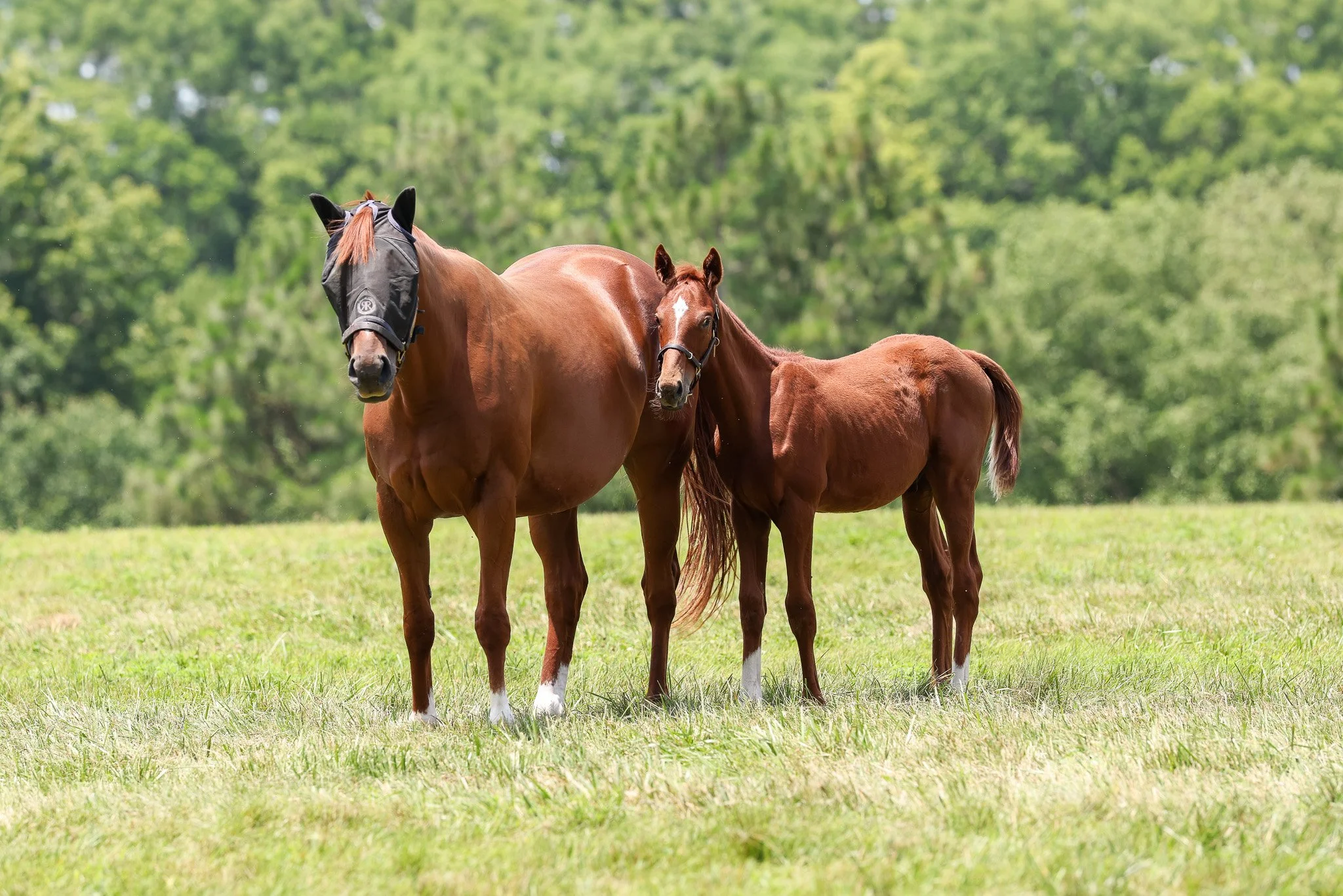 25 Goddess Pele PP 7.3.25.jpg