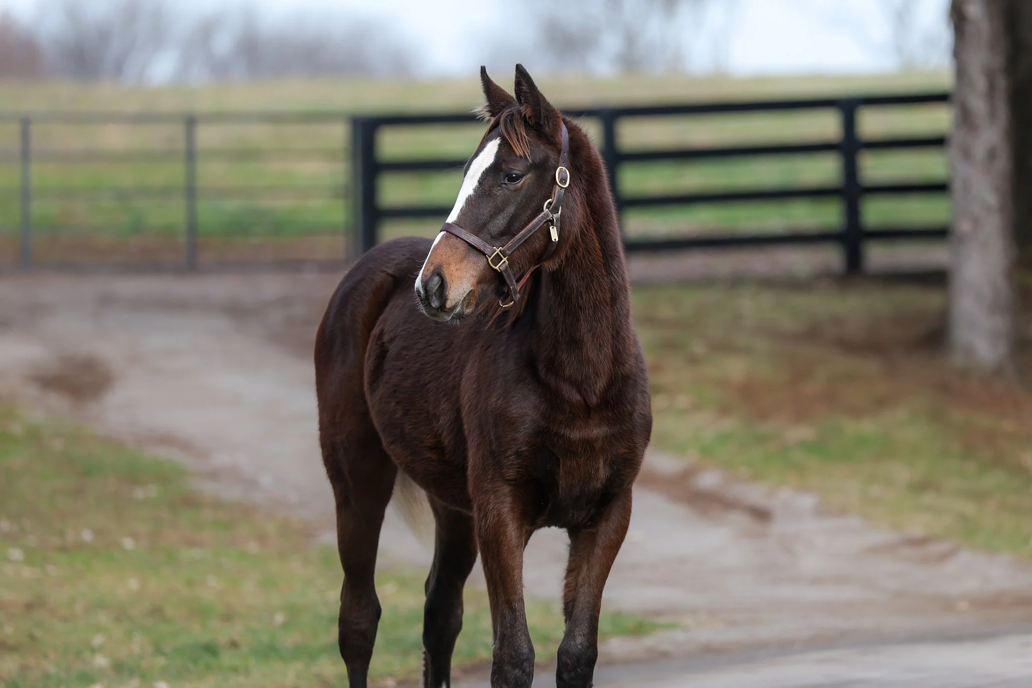 25 Ghost Queen HS 12.17.25.jpg