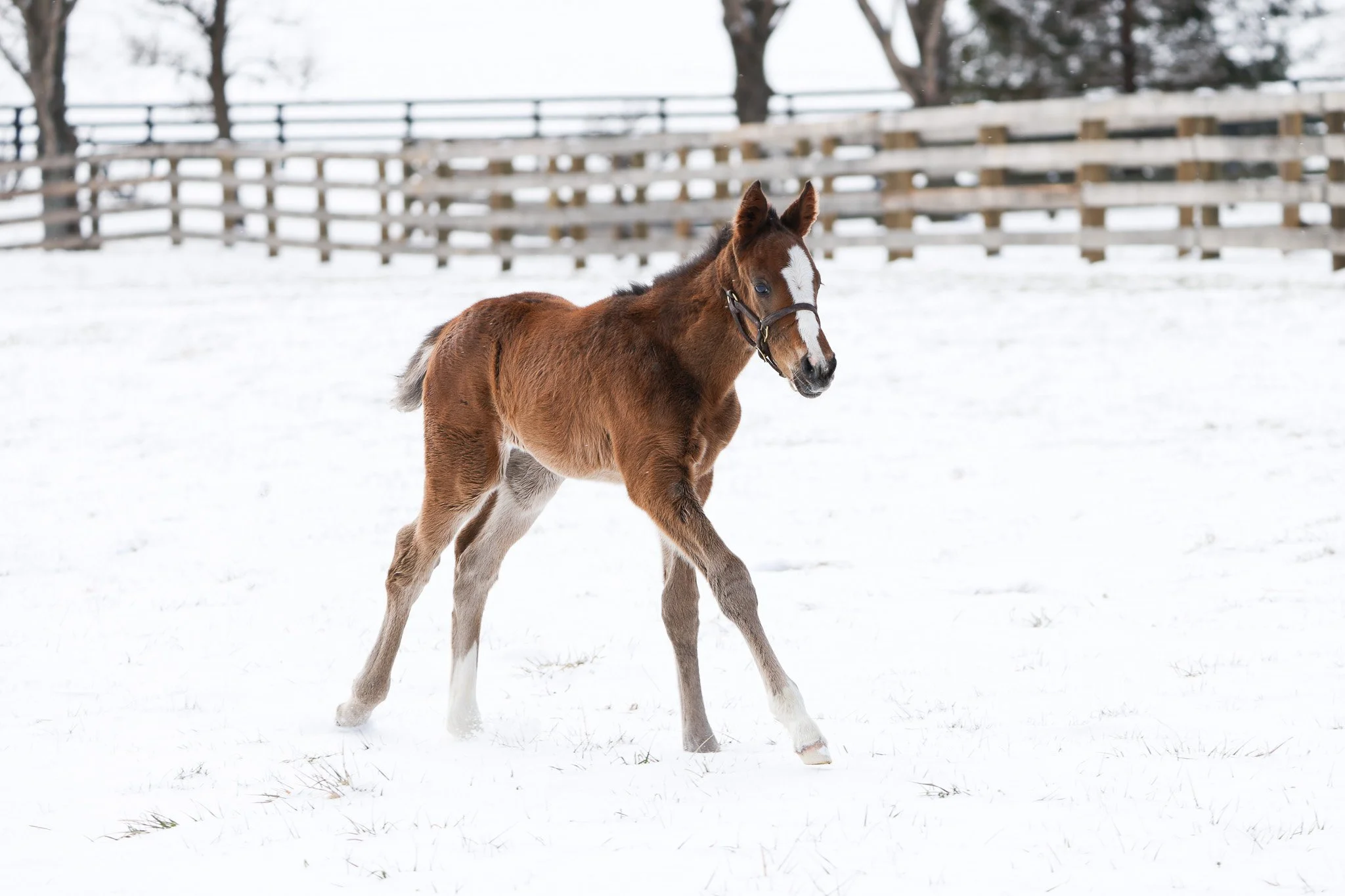 25 Ghost Queen PP 2.19.25. 4.jpg