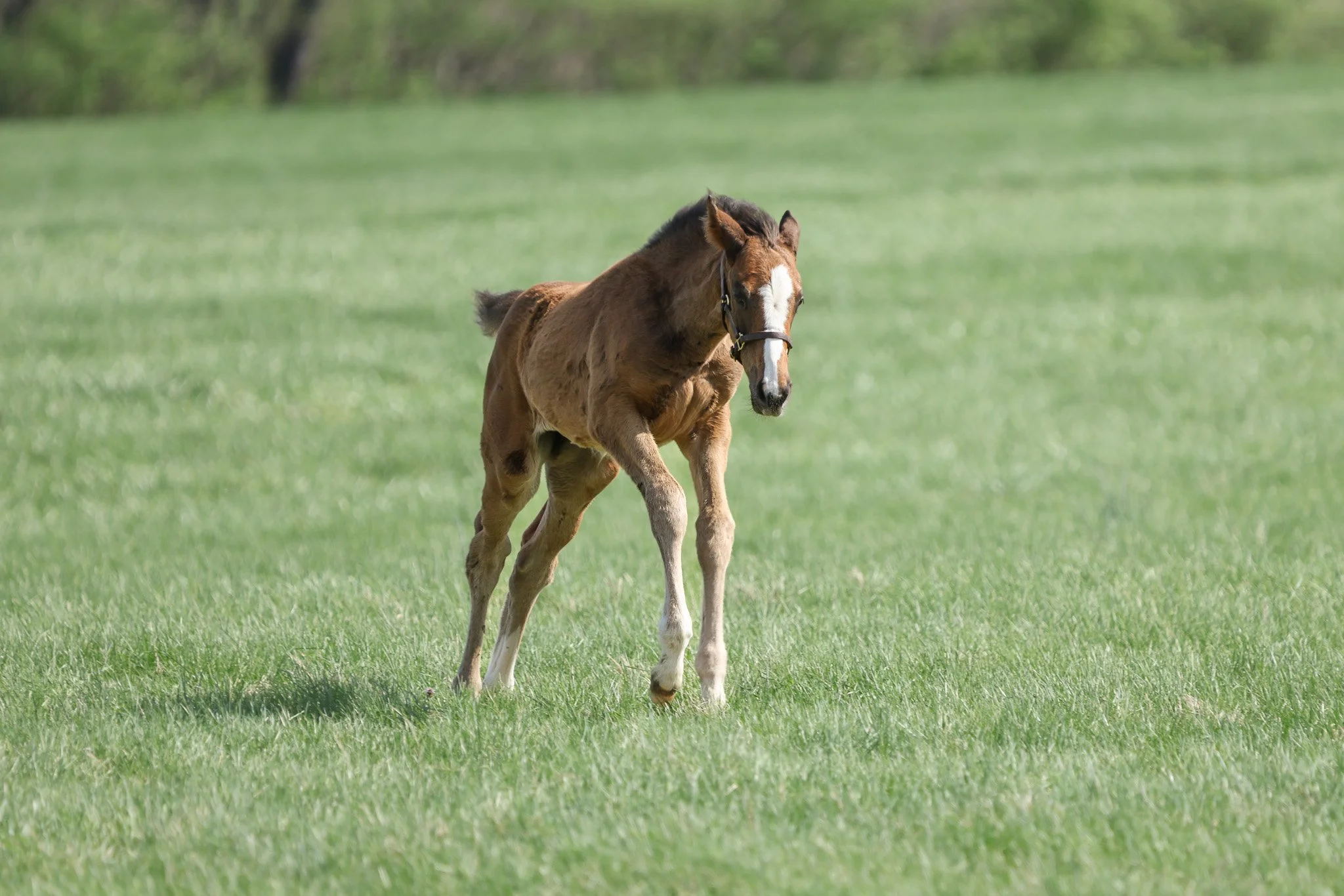 25 Ghost Queen PP 4.2.25 2.jpg