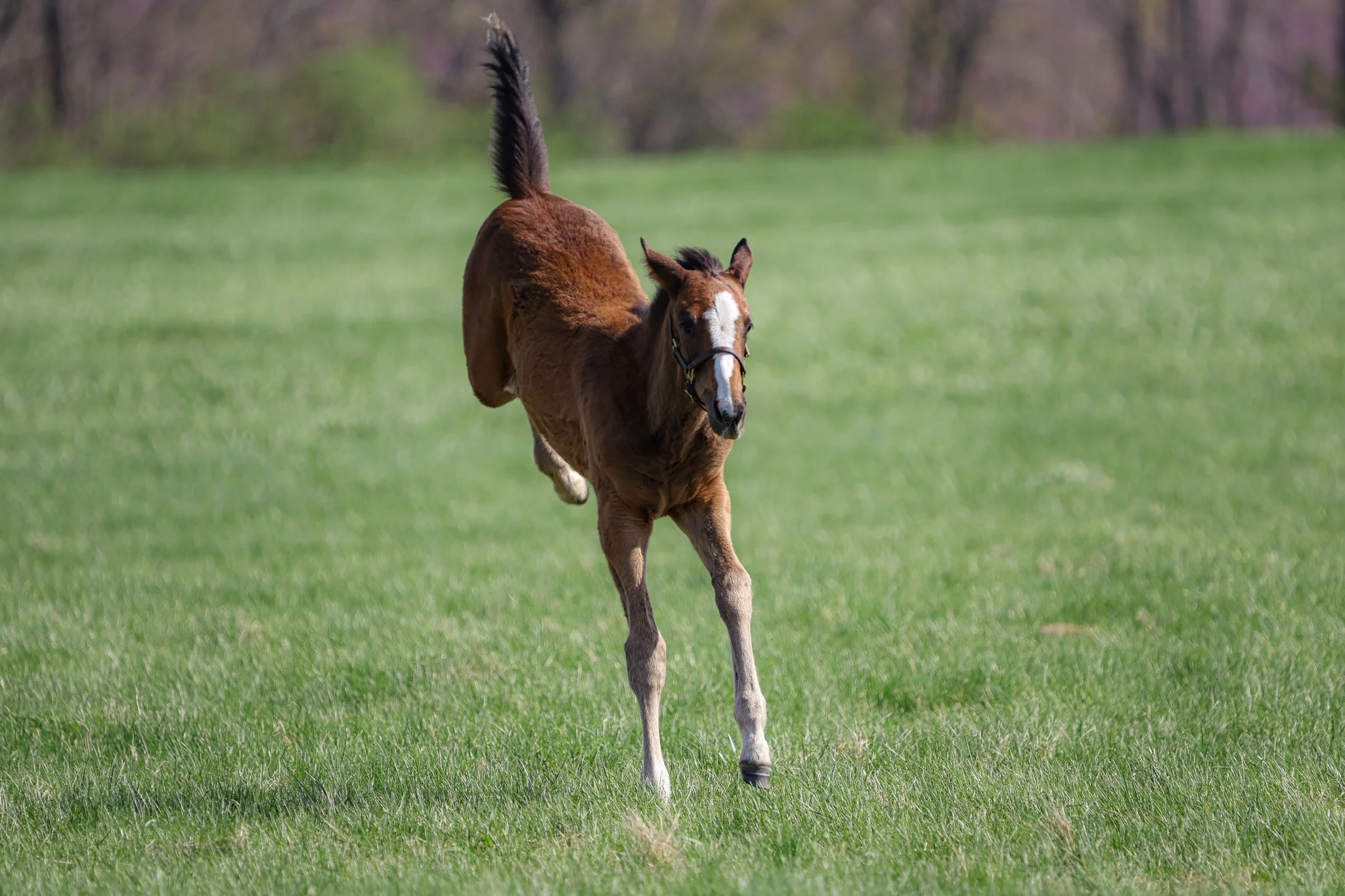 25 Ghost Queen PP 4.2.25 5.jpg