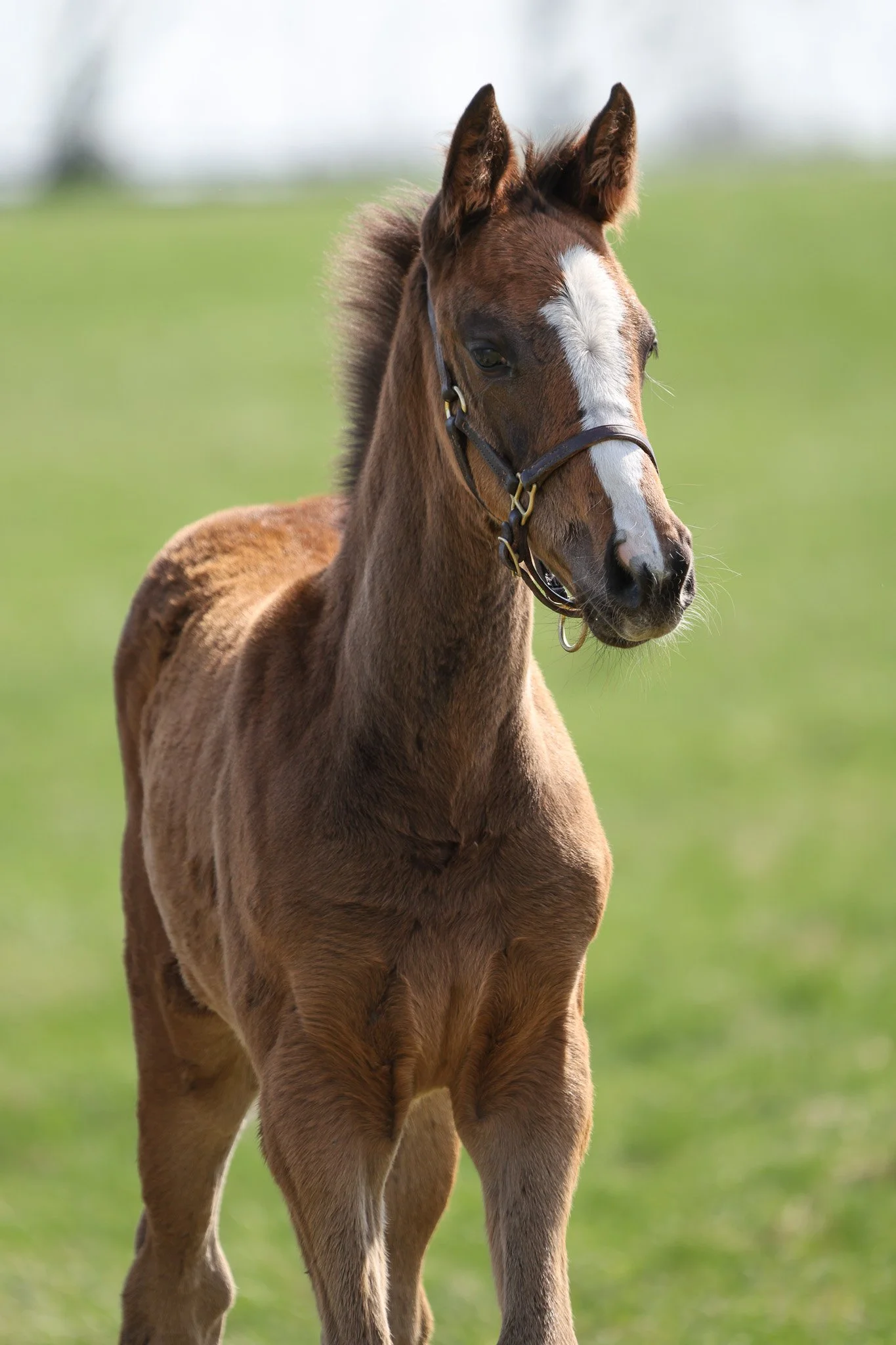 25 Ghost Queen PP 4.2.25 9.jpg