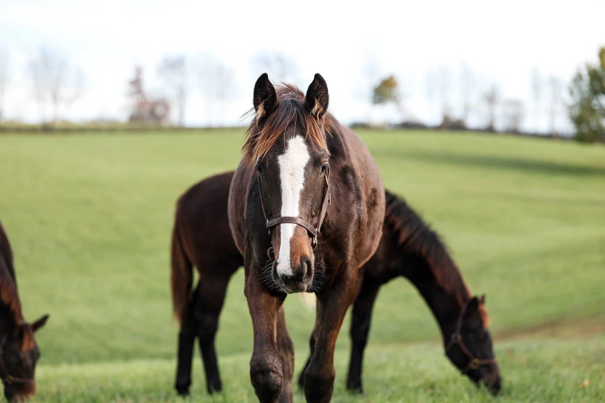 25 Ghost Queen PP 11.11.25  .jpg