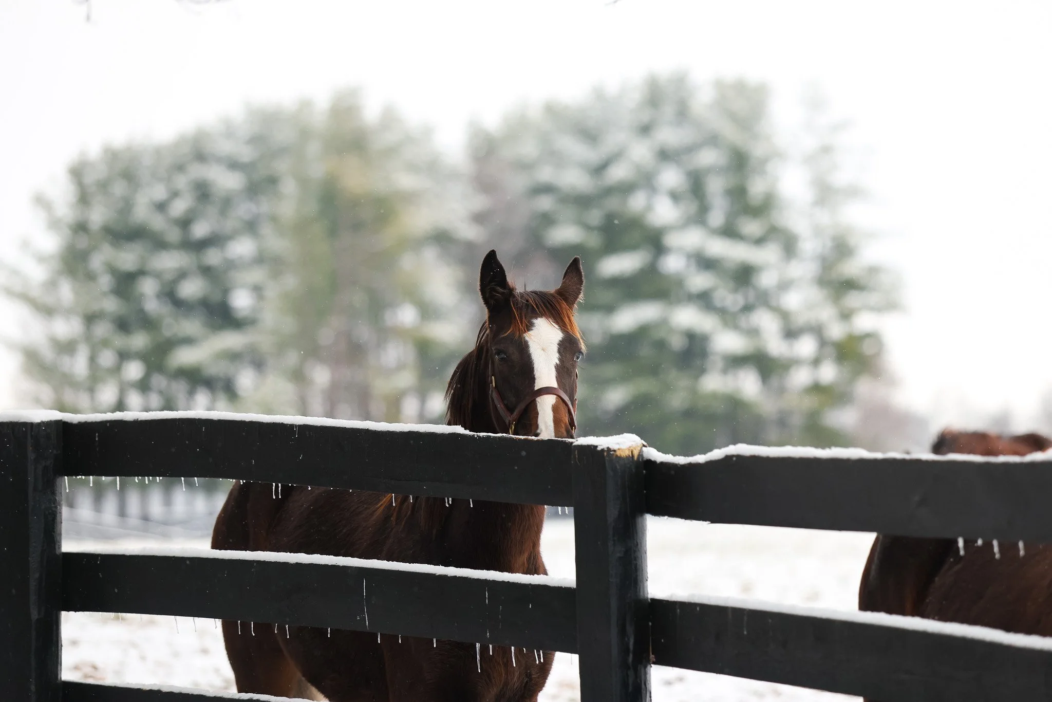 25 Ghost Queen PP 12.2.25.jpg