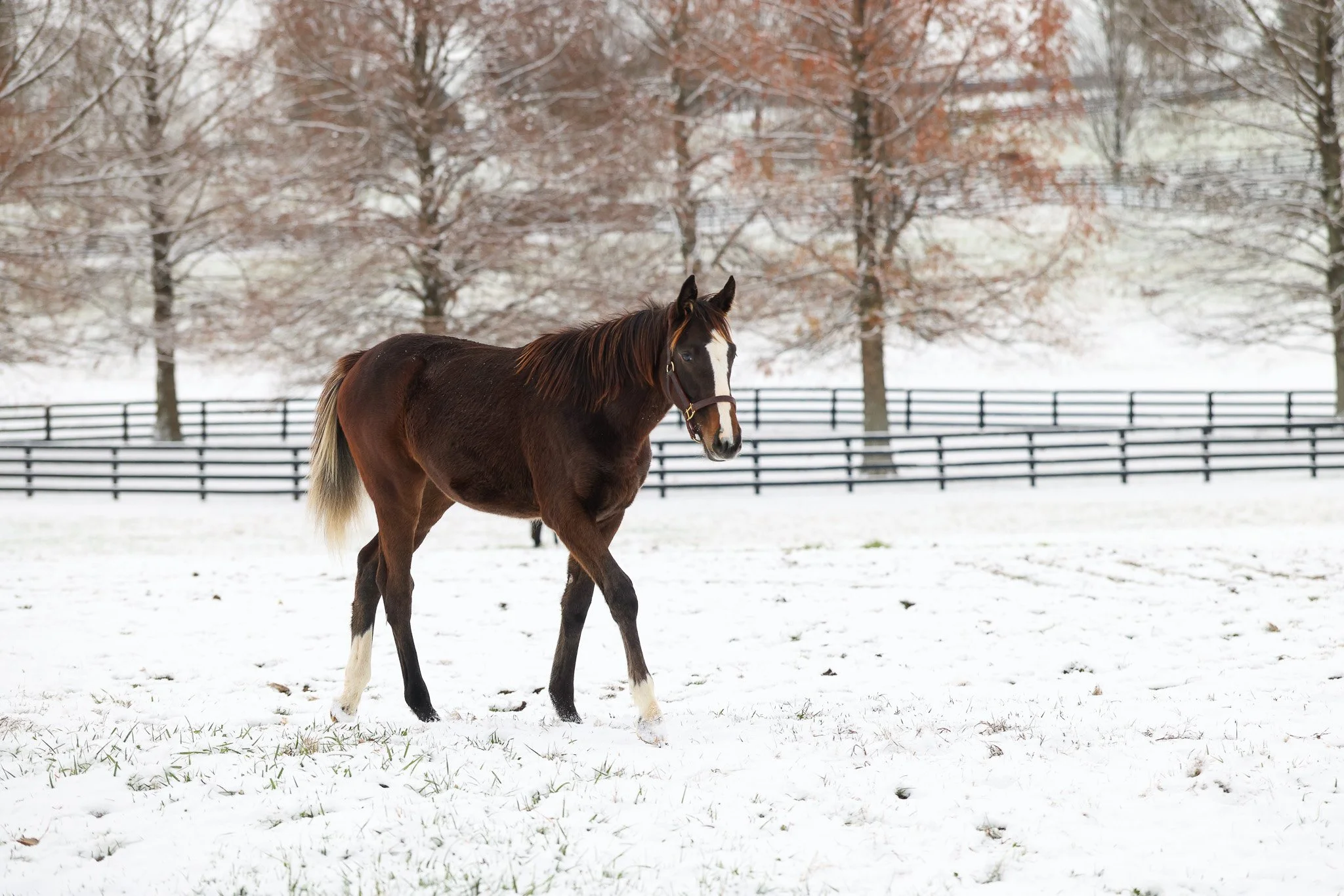 25 Ghost Queen PP 12.2.25. 3.jpg