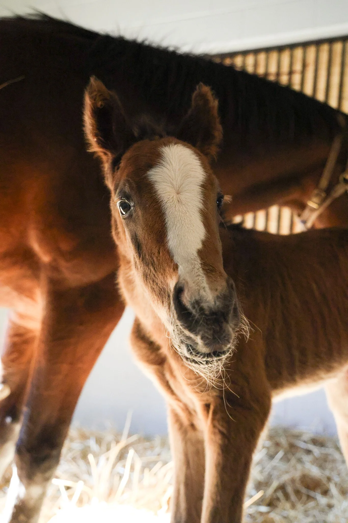 25 Ghost Queen Stall 2.3.25 (6)..jpg