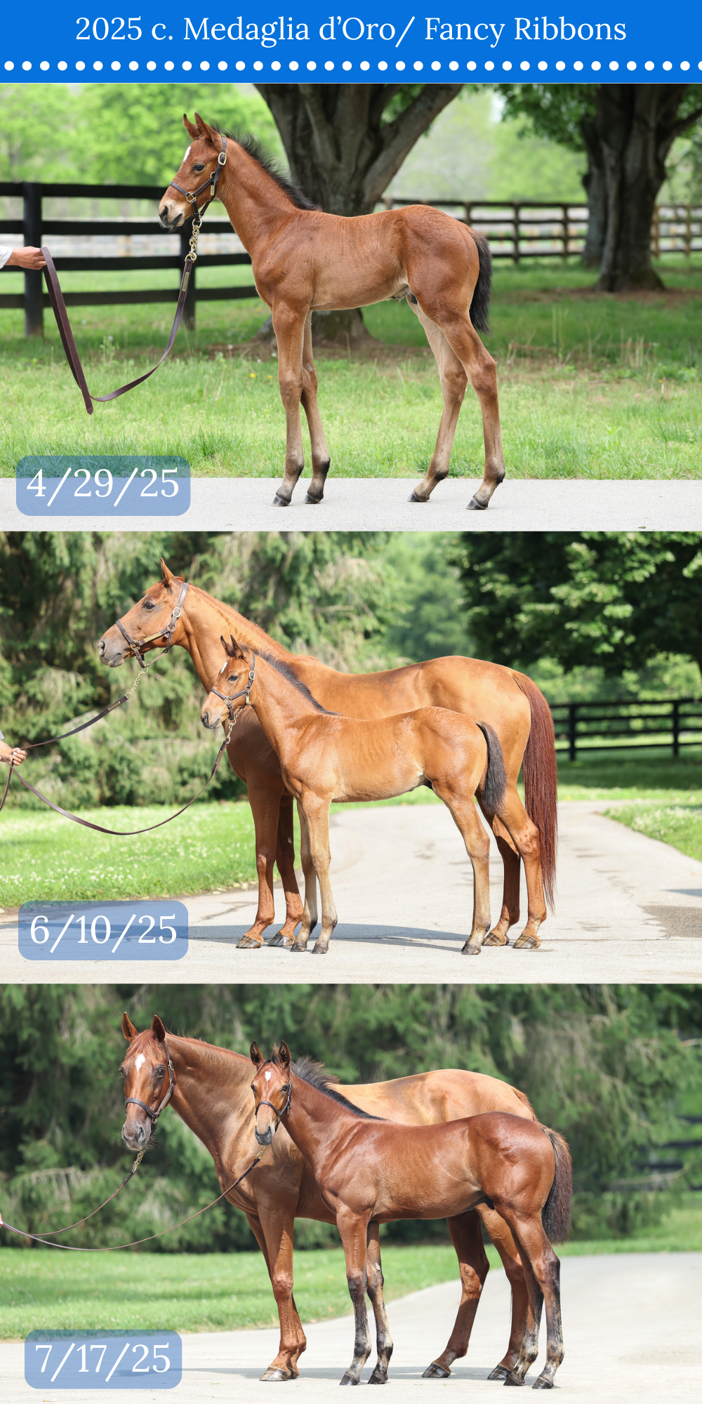 3 CONFORMATION COMPARISON.png