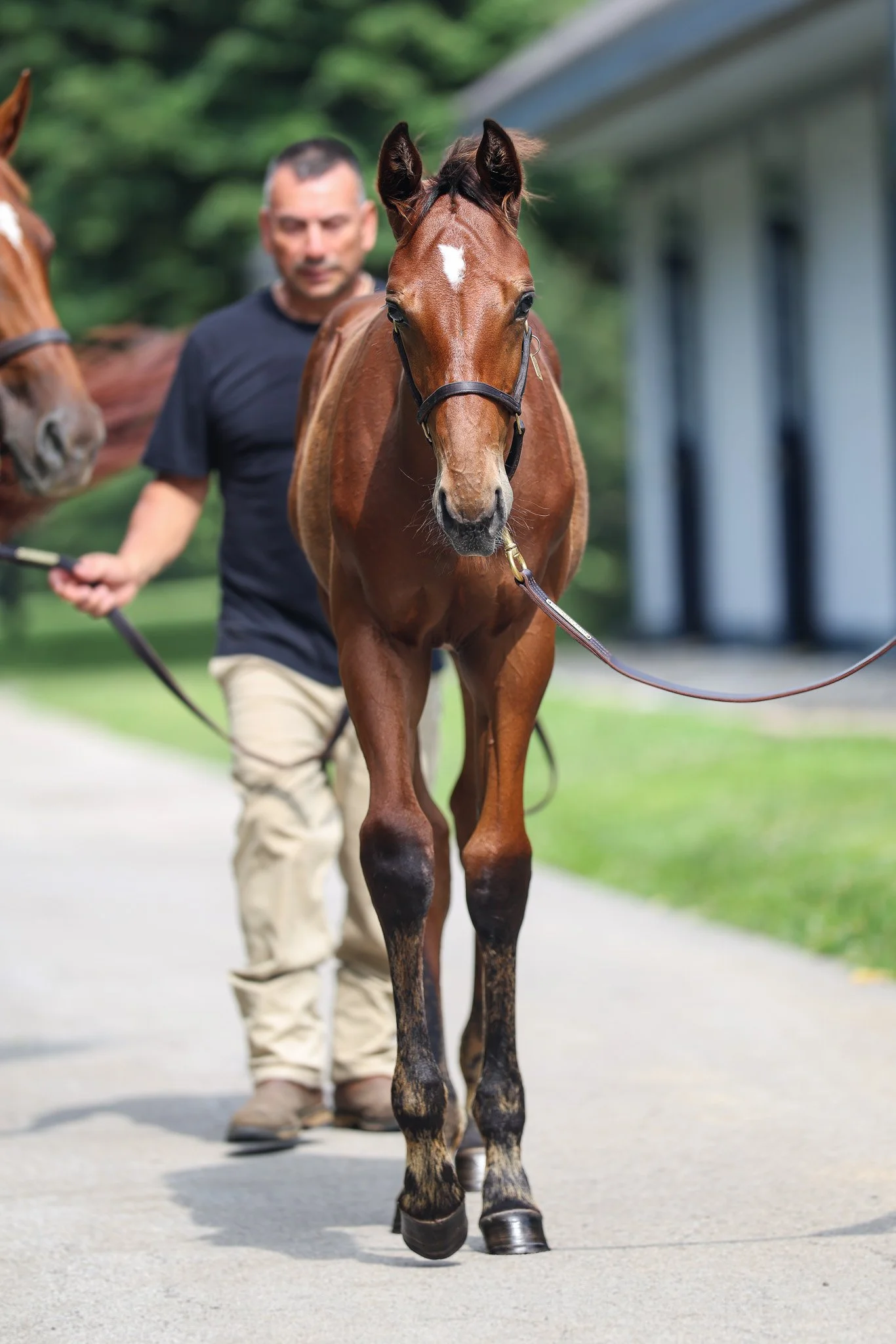 25 Fancy Ribbons barn 7.17.25. 2.jpg