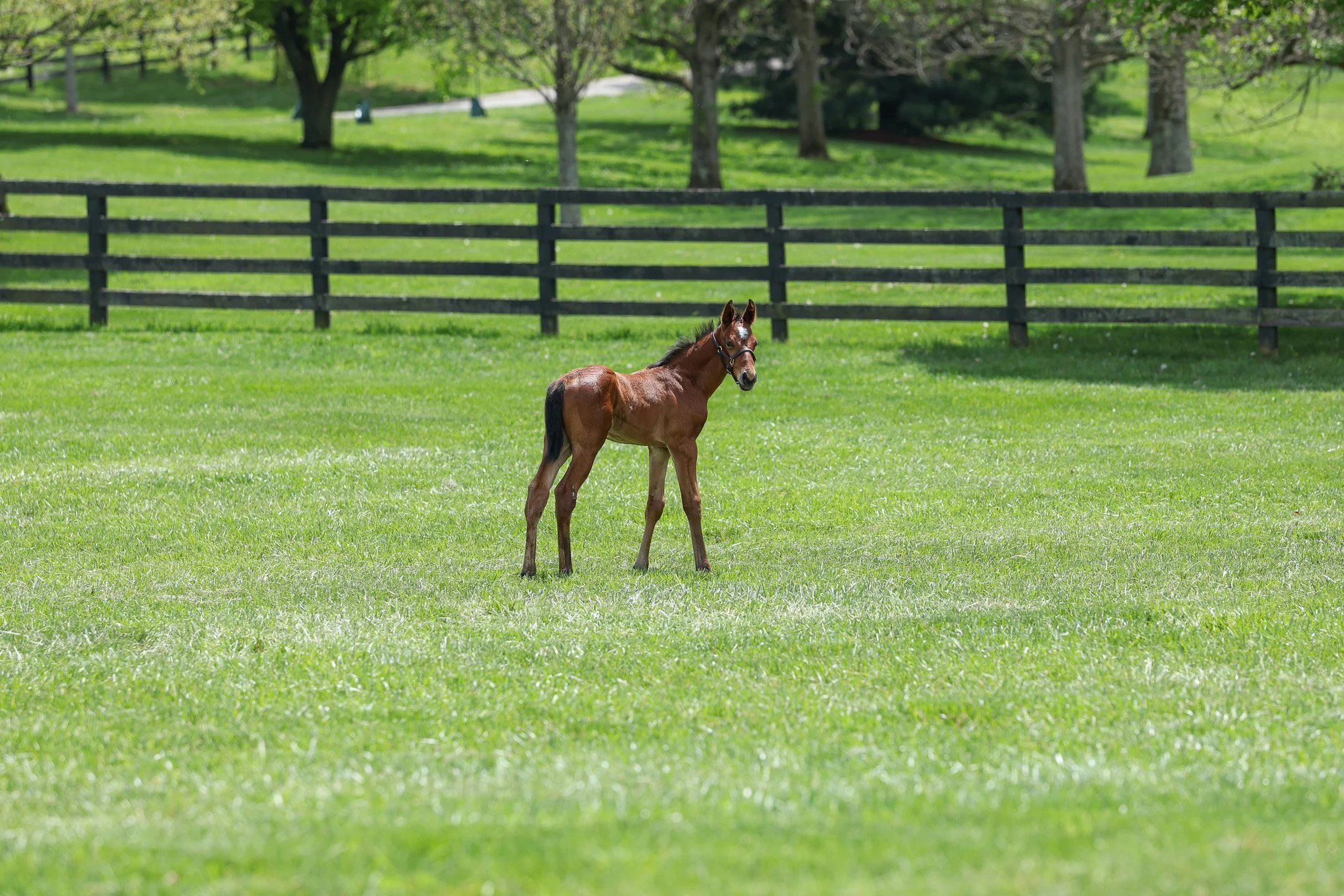25 Fancy Ribbons PP 4.24.25 .jpg