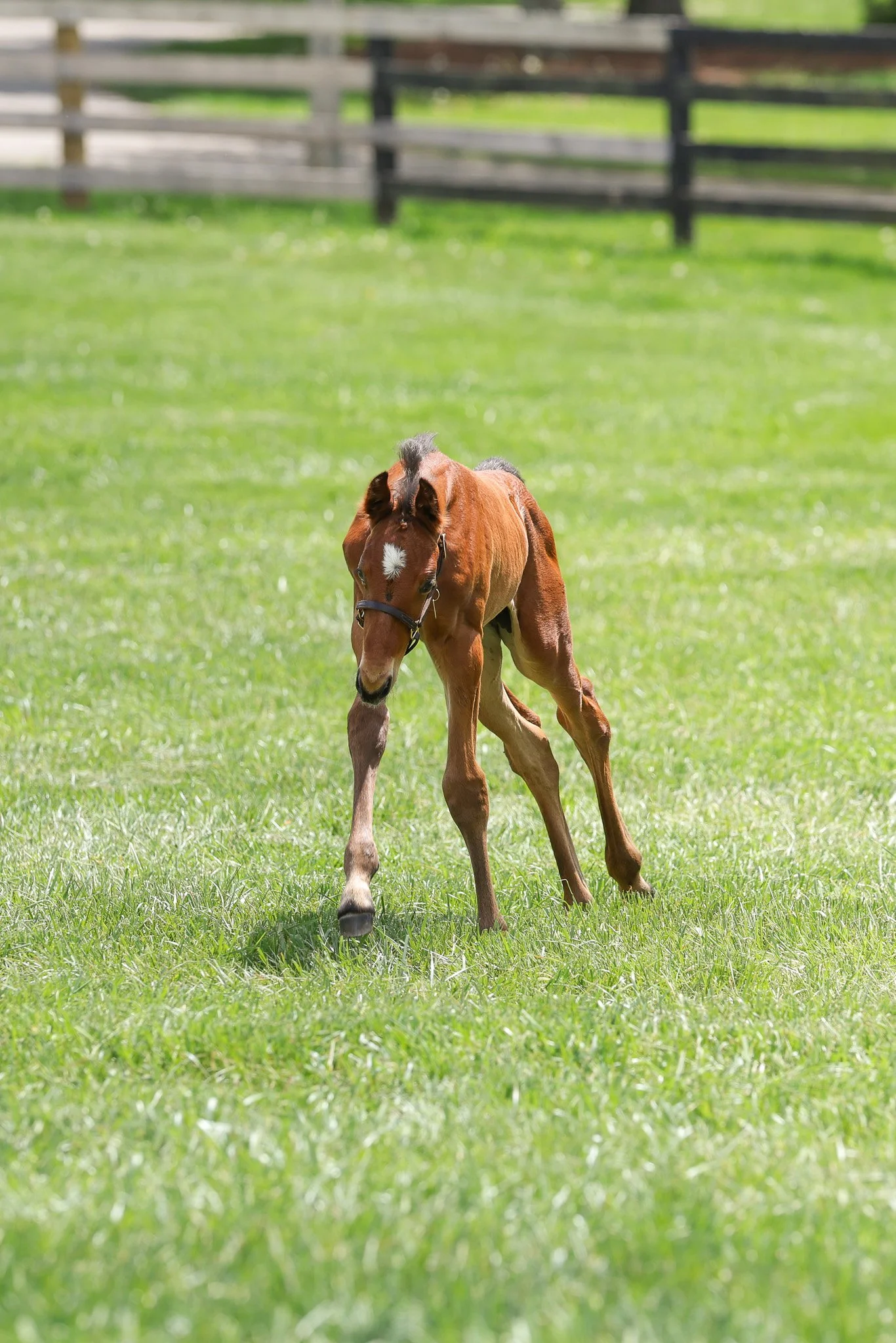 25 Fancy Ribbons PP 4.24.25 2.jpg