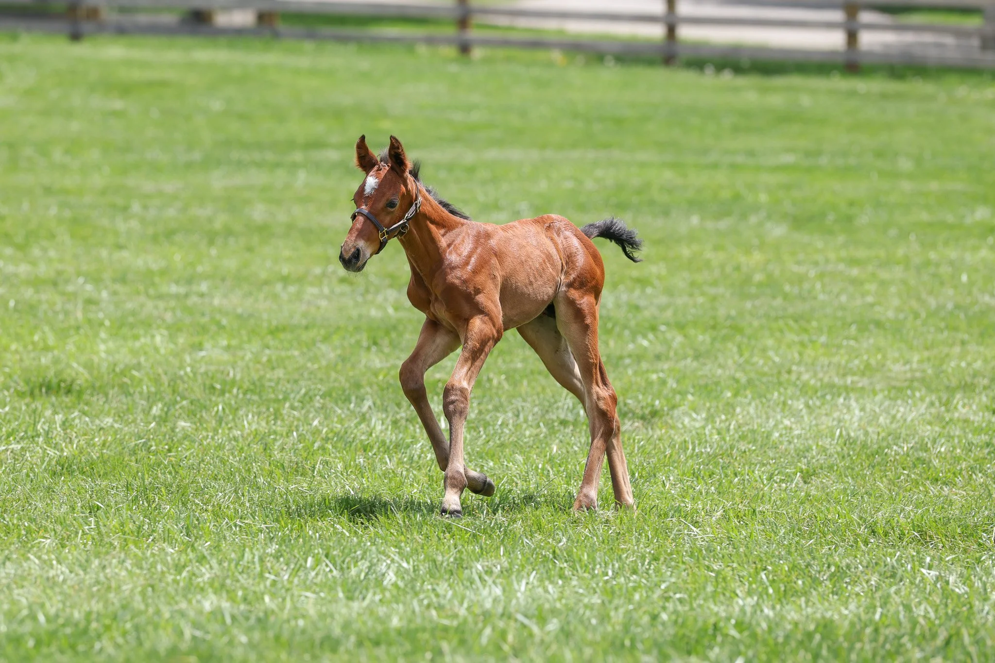 25 Fancy Ribbons PP 4.24.25 3.jpg