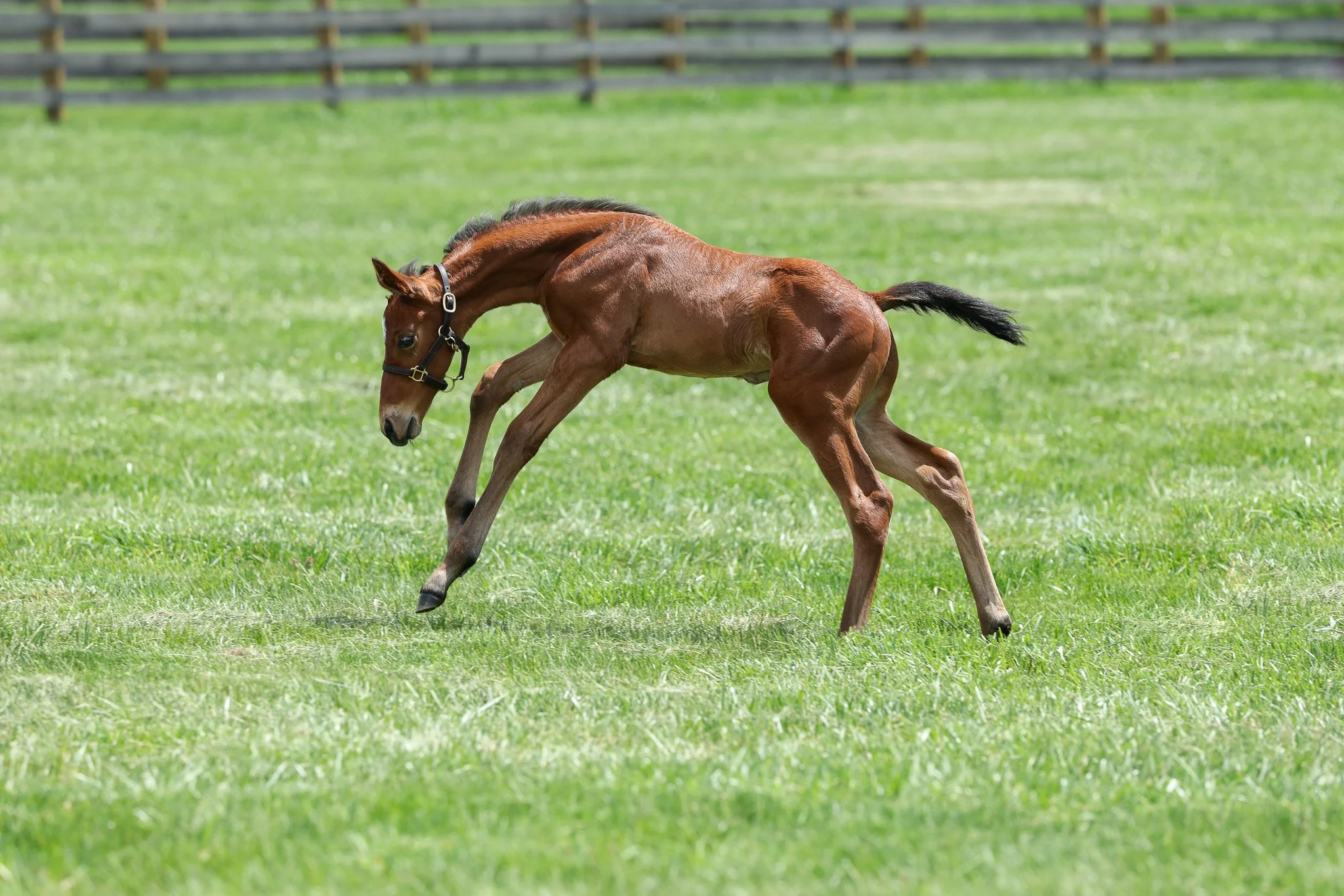 25 Fancy Ribbons PP 4.24.25 4.jpg