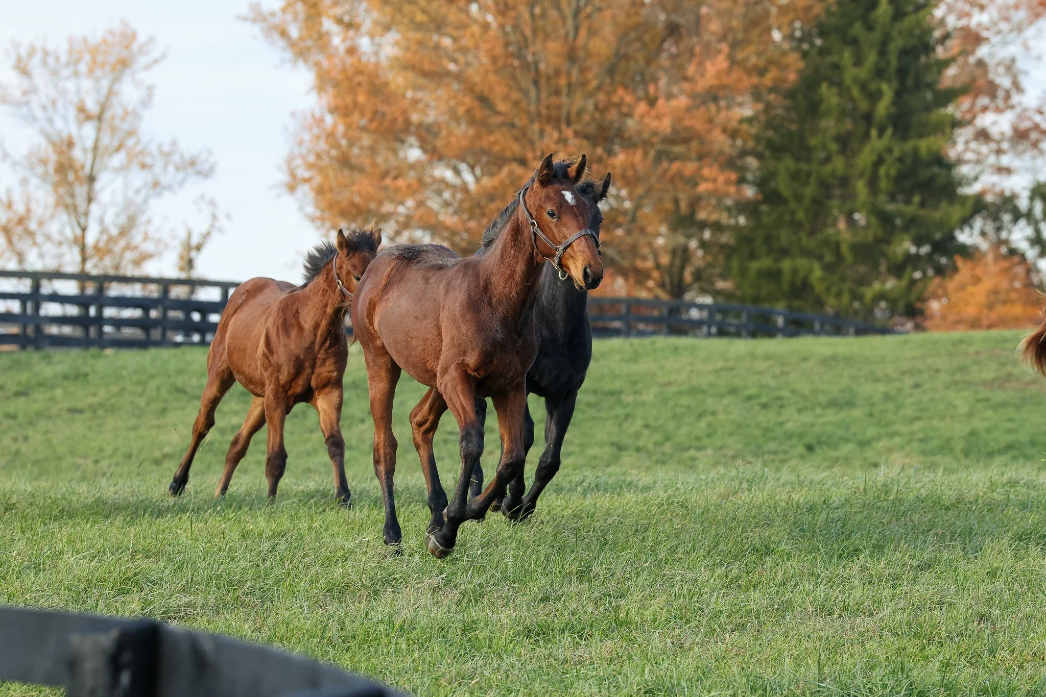 25 Fancy Ribbons PP 11.14.25. 2.jpg