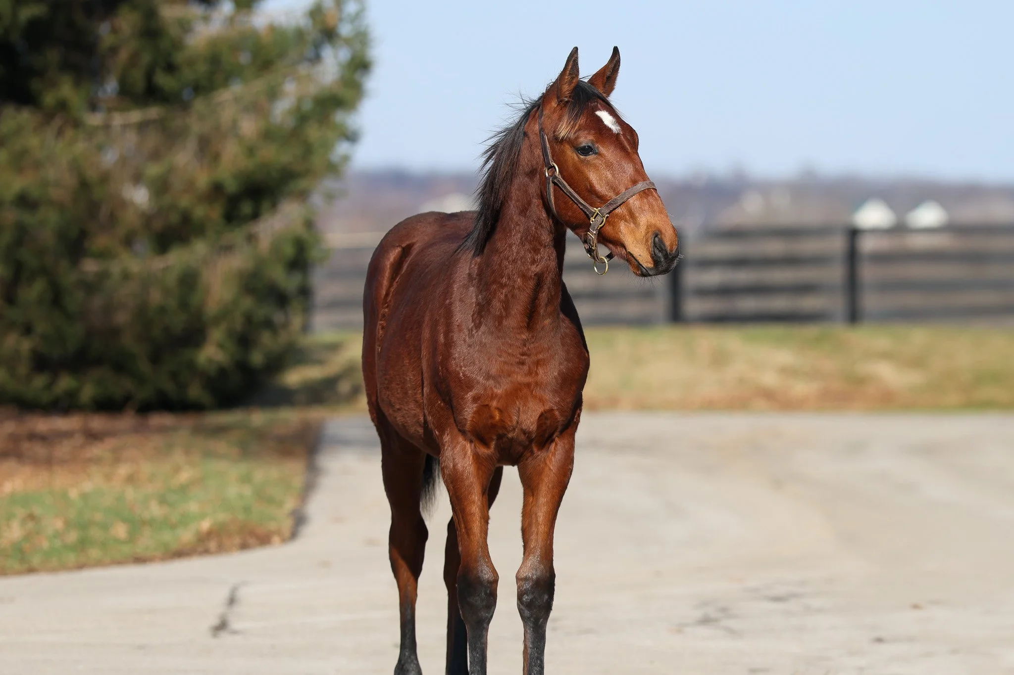 Medaglia d’Oro / Fancy Ribbons
