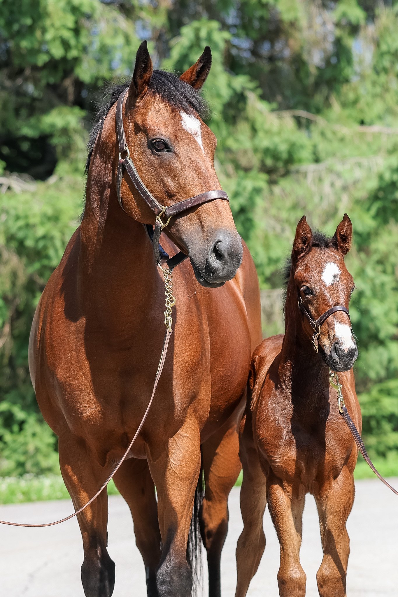 25 Dramatically HS 6.10.25.jpg