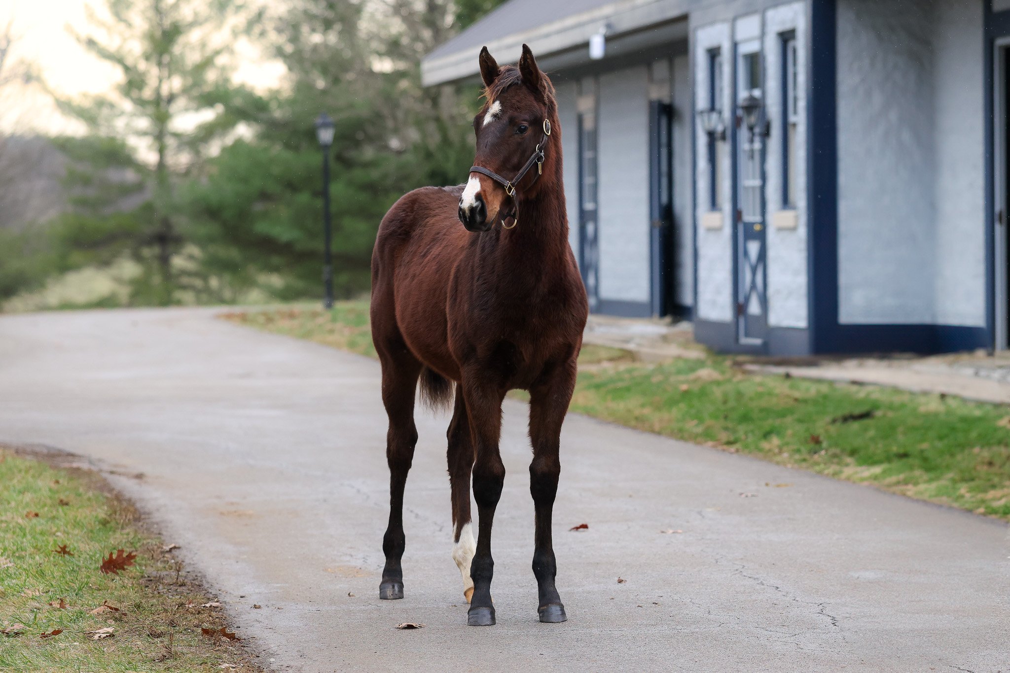 Curlin / Dramatically