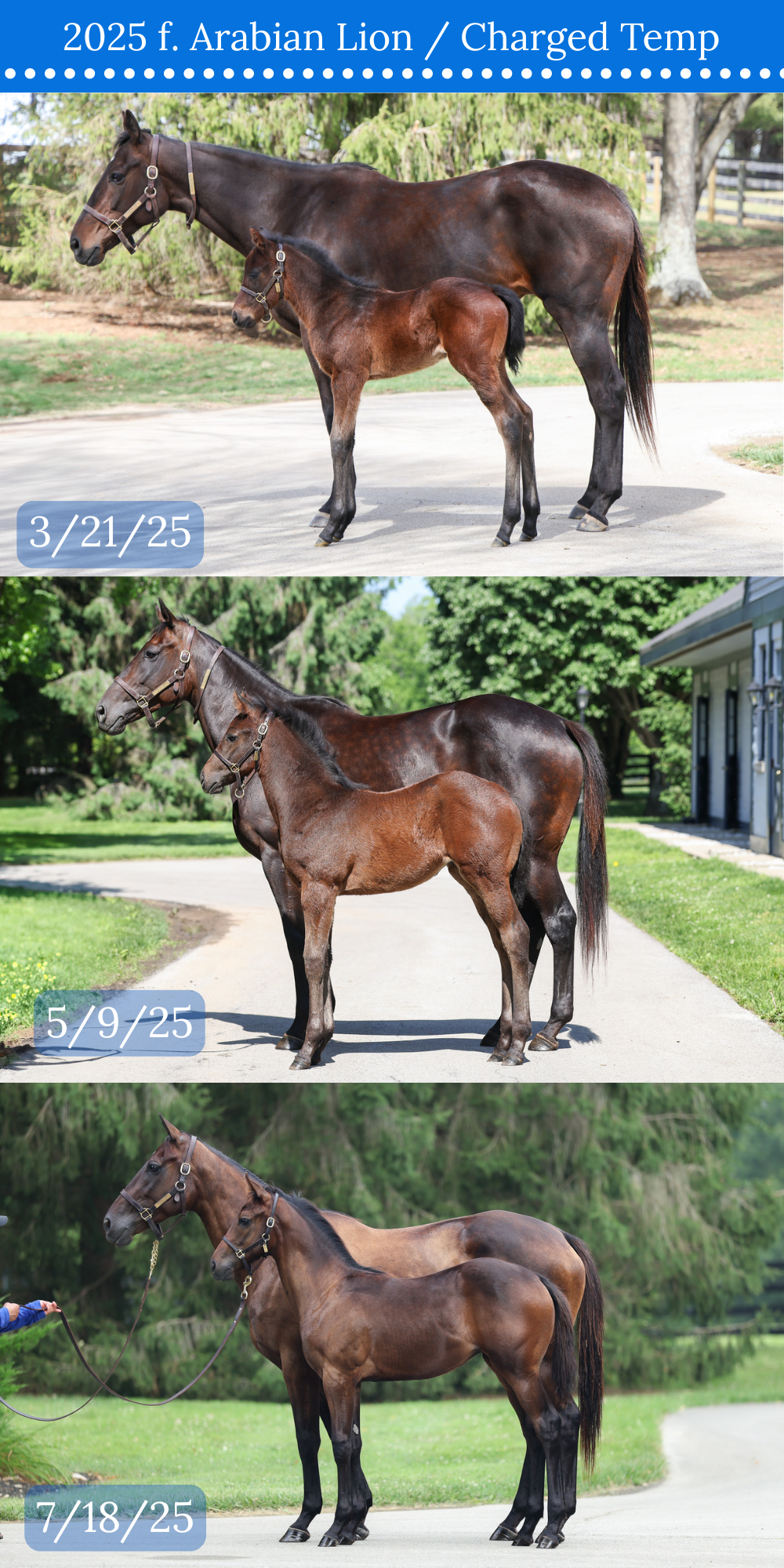 3 CONFORMATION COMPARISON.png