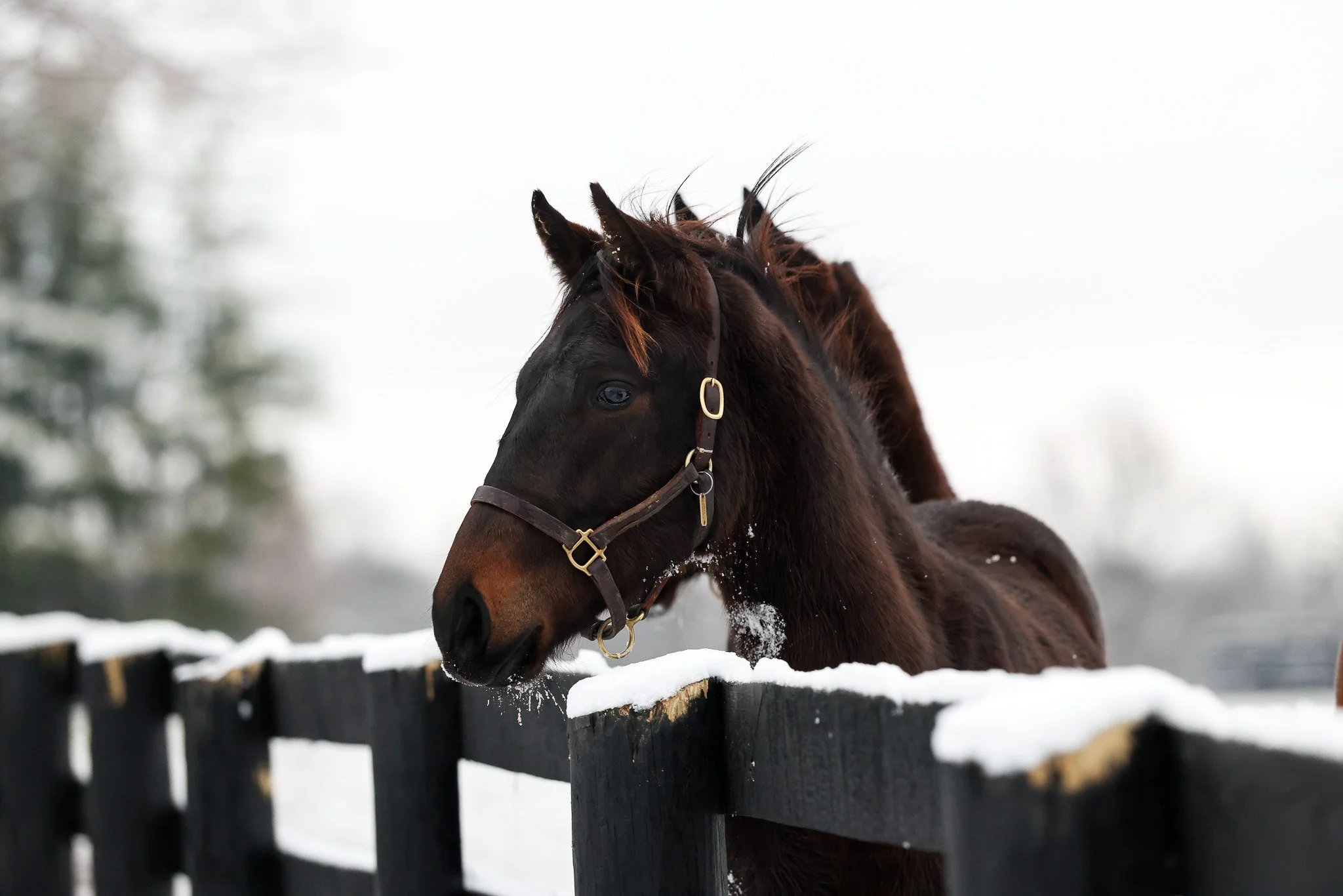 25 Charged Temp 12.2.25. 2.jpg