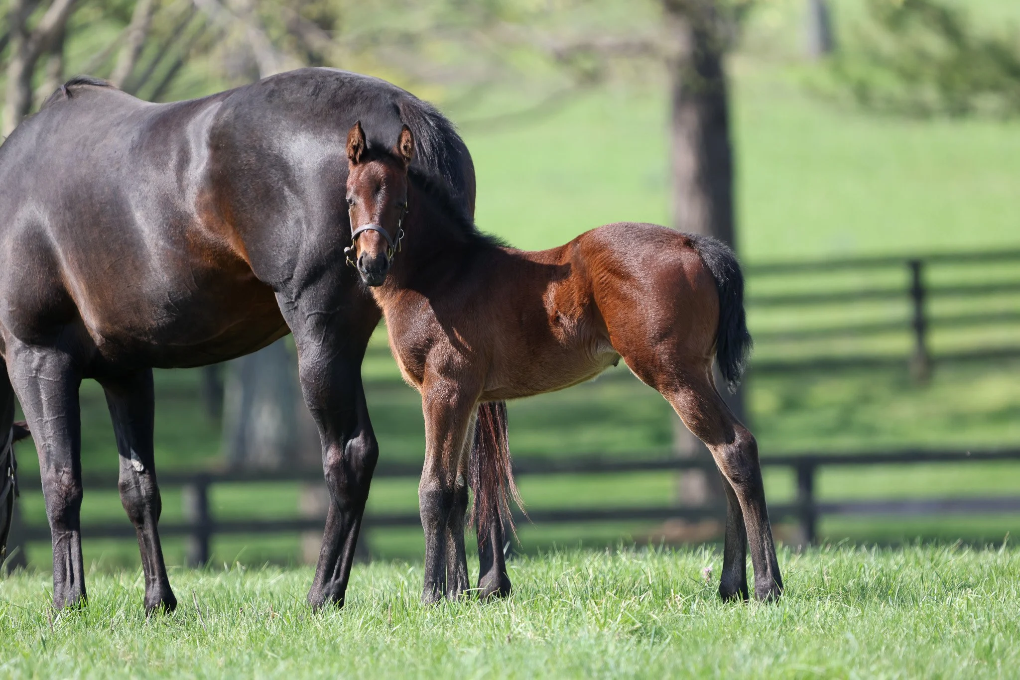 25 Charged Temp PP 4.2.25 5.jpg