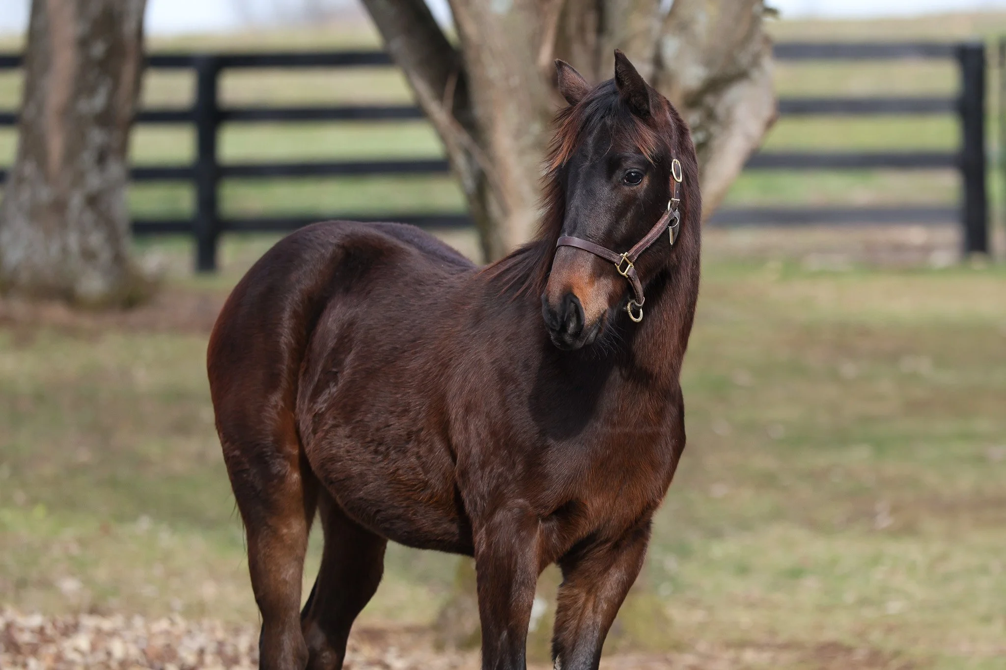 Arabian Lion / Charged Temp