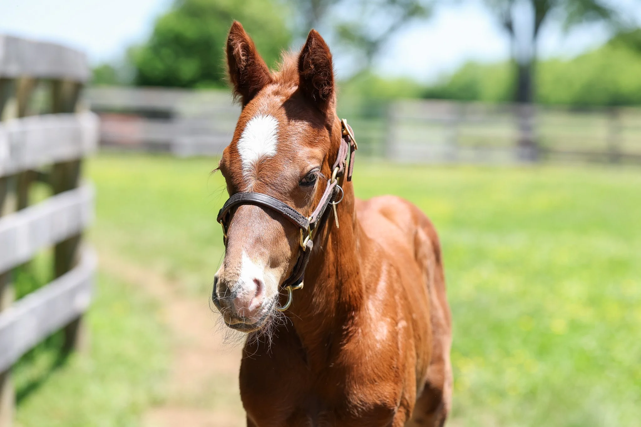 25 Champagne PP 5.9.25  3.jpg