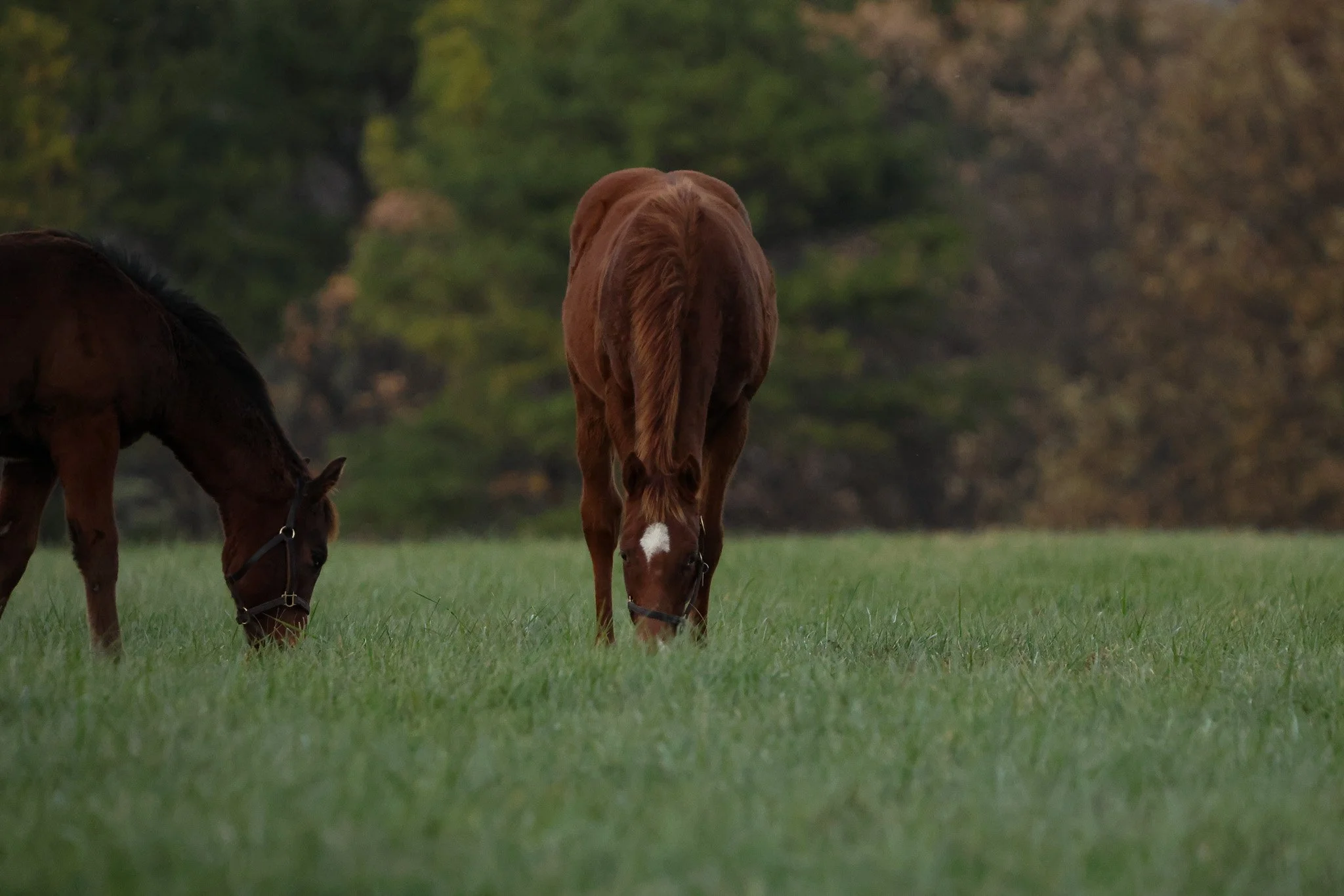 25 Champagne PP 11.14.25.jpg