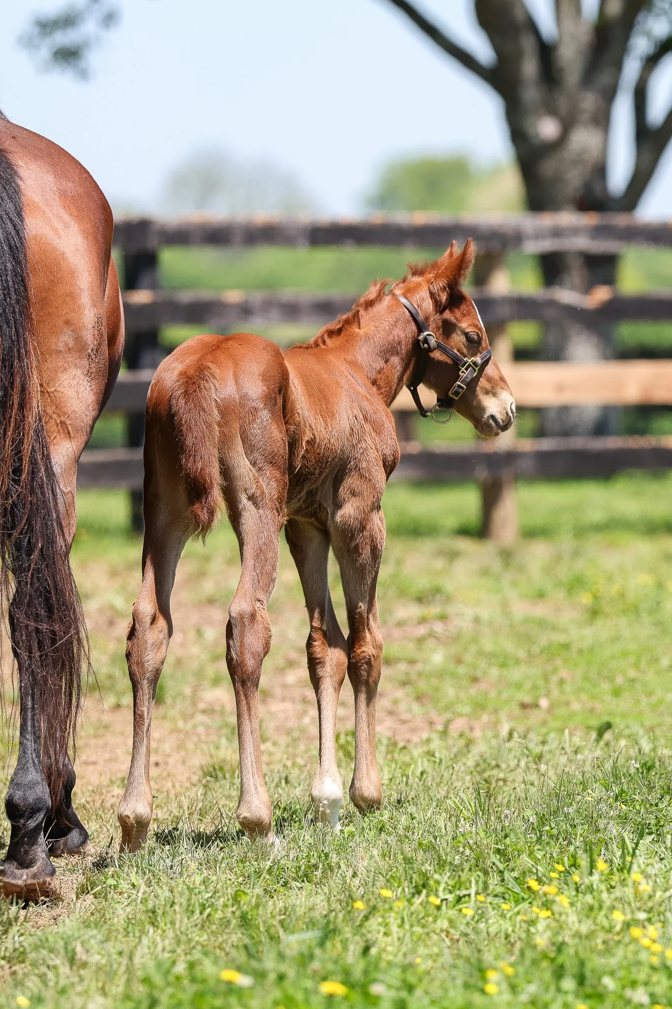 25 Champagne PP 5.9.25  4.jpg