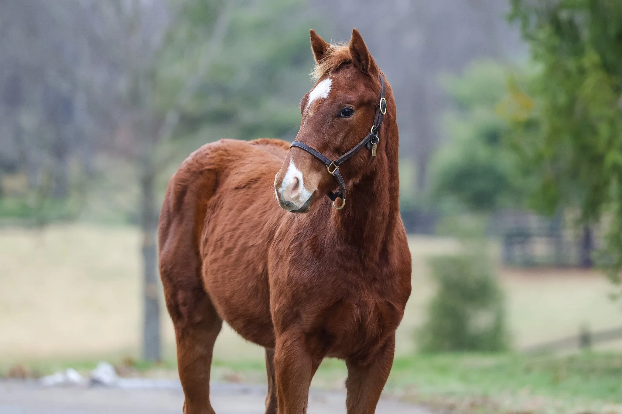Justify / Champagne (IRE)