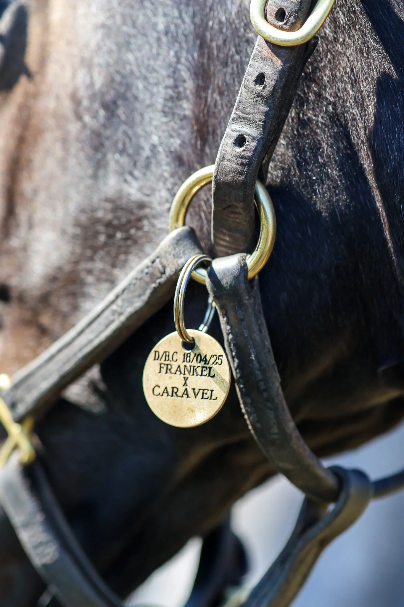 25 Caravel PP 9.15.25  3.jpg