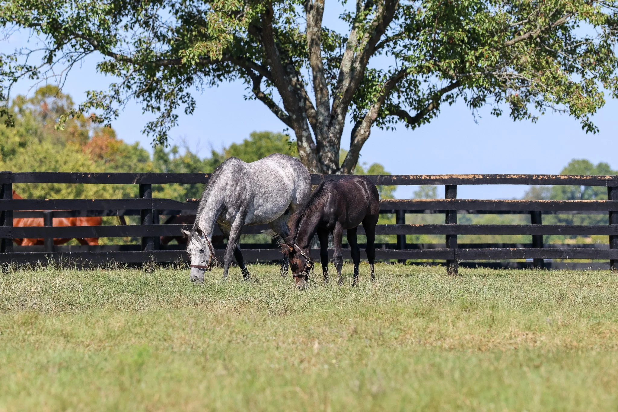 25 Caravel PP 9.15.25  4.jpg