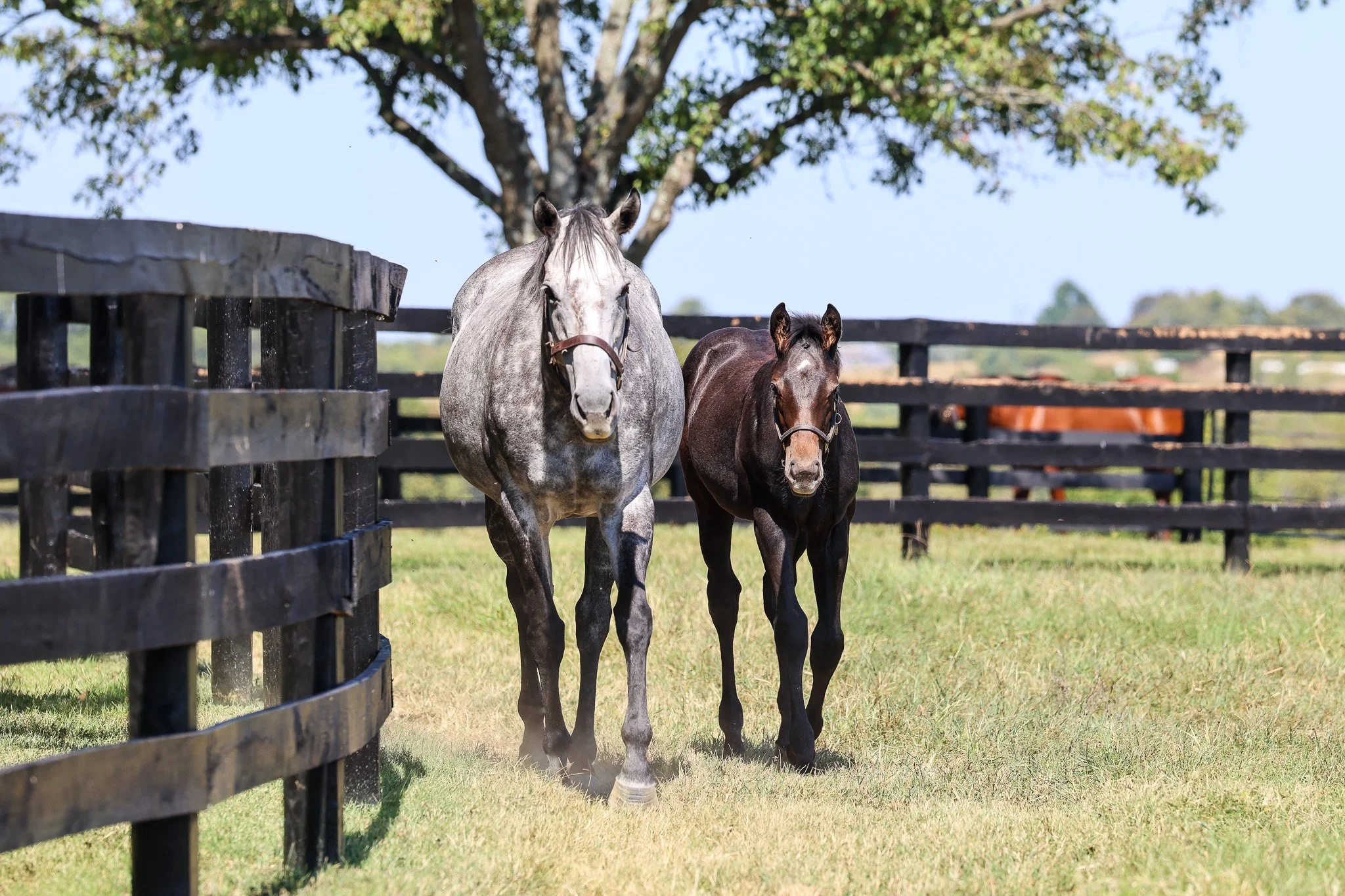 25 Caravel PP 9.15.25  5.jpg