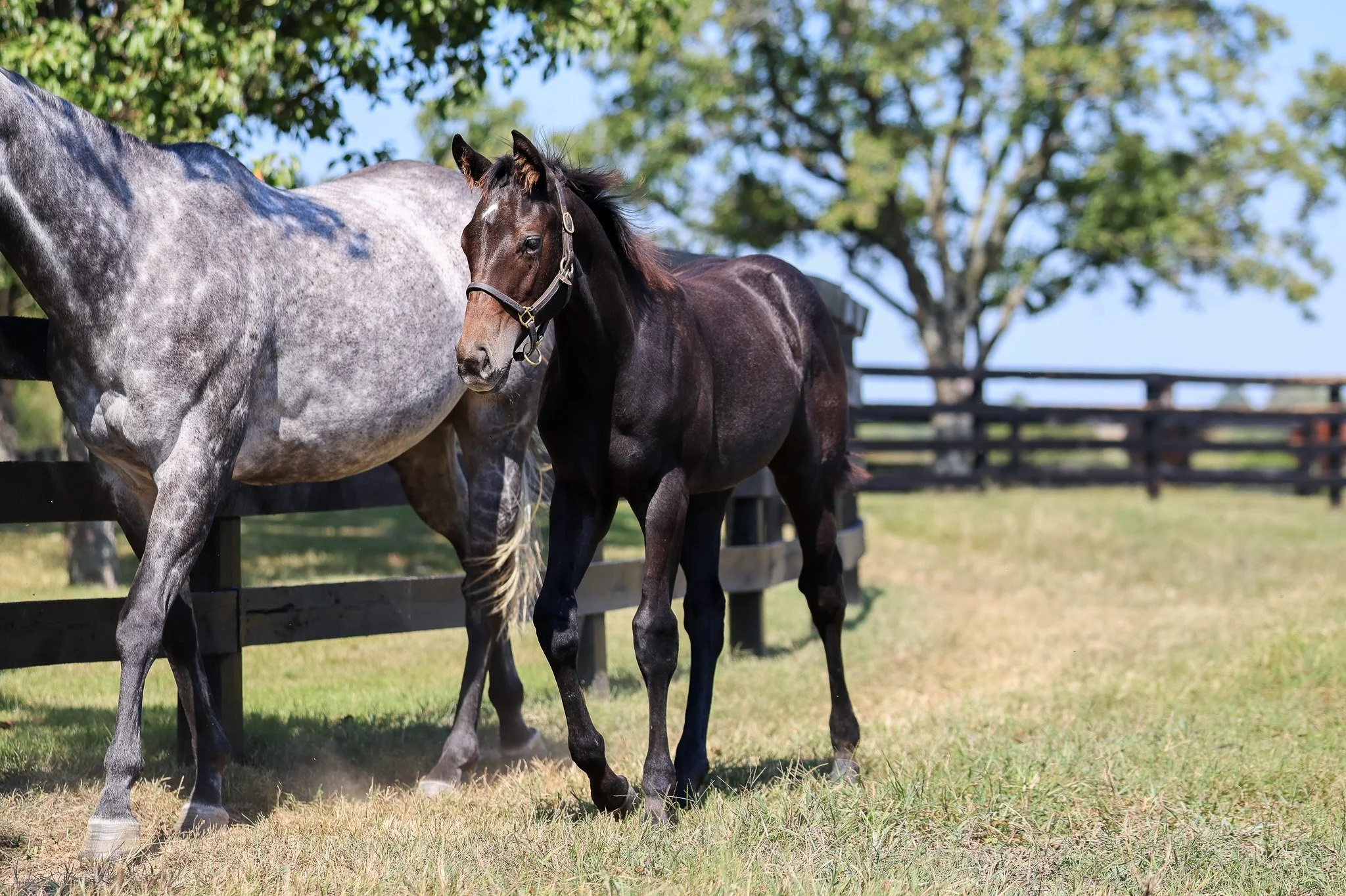 25 Caravel PP 9.15.25  6.jpg