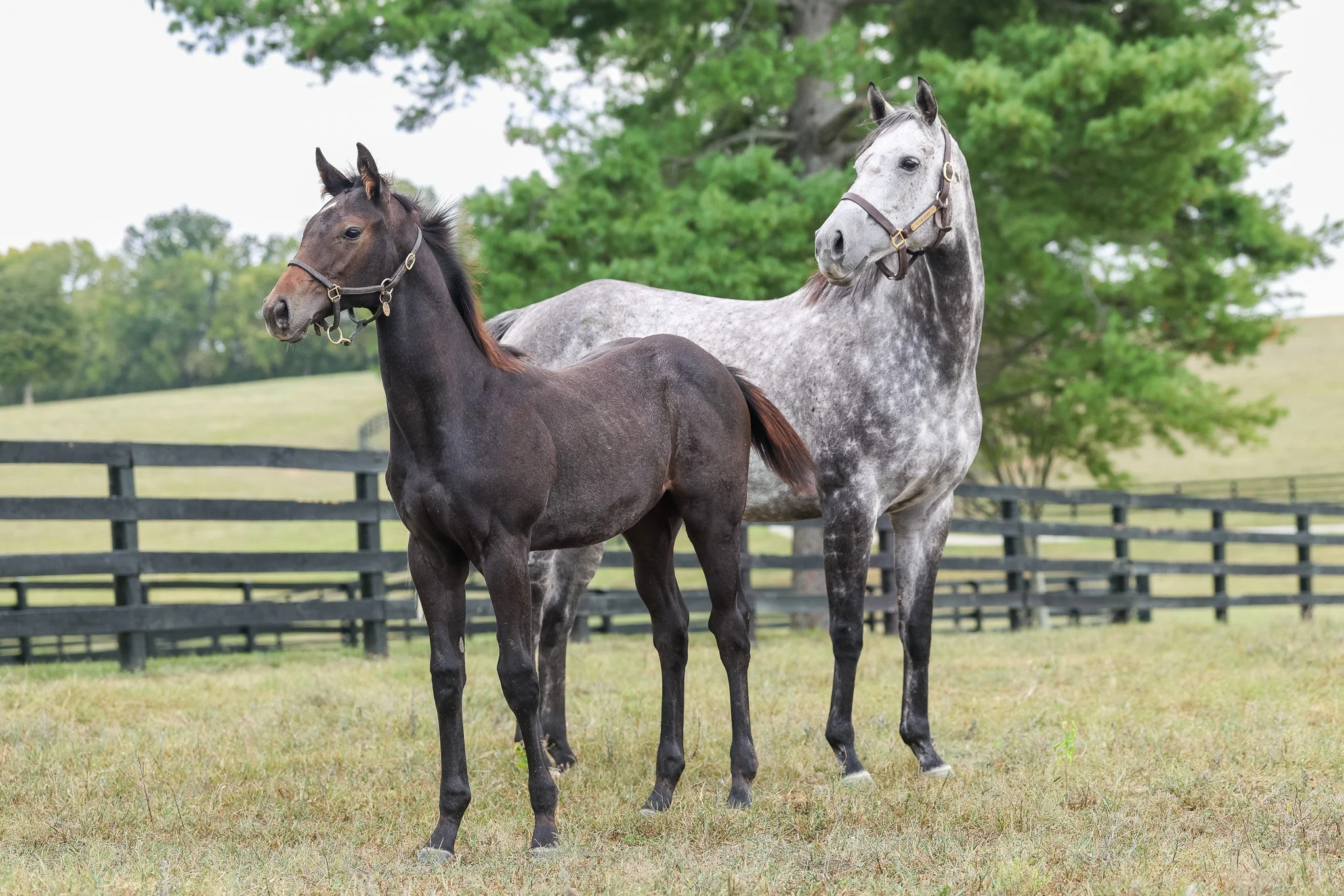 25 Caravel PP 9.16.25  .jpg