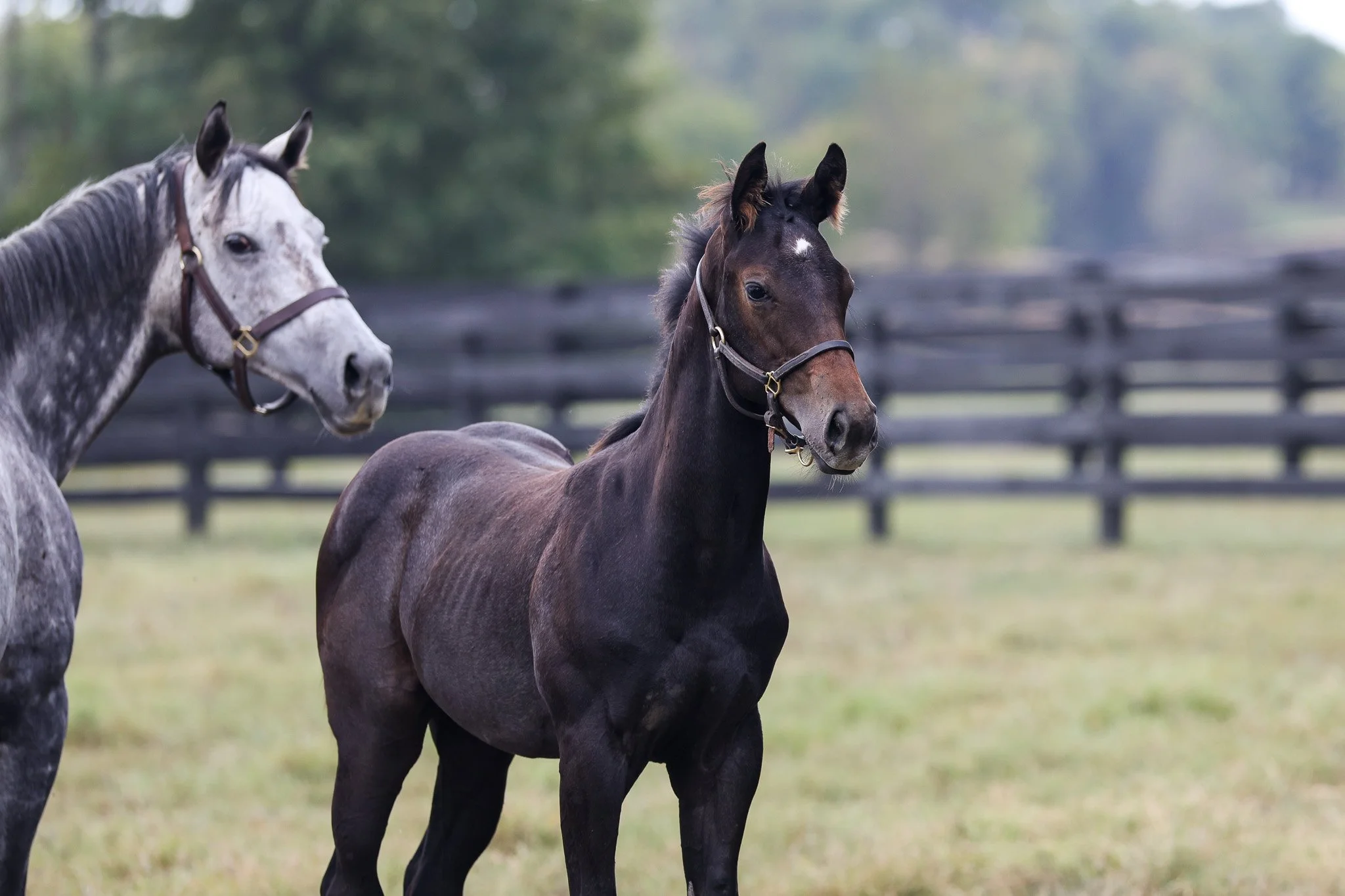 25 Caravel PP 9.16.25  3.jpg