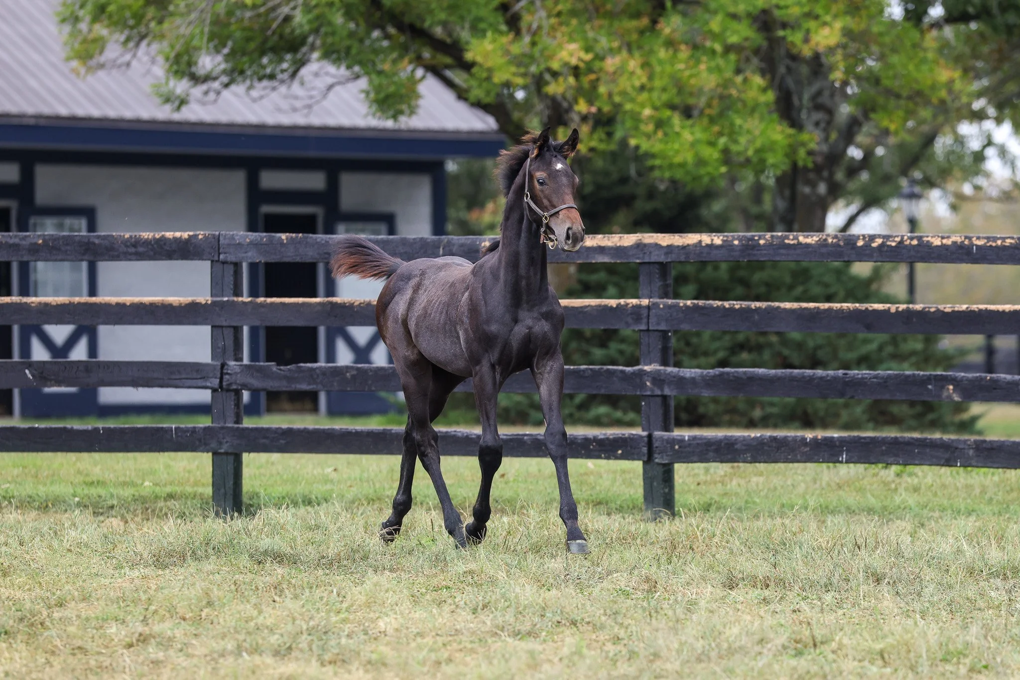 25 Caravel PP 9.16.25  4.jpg