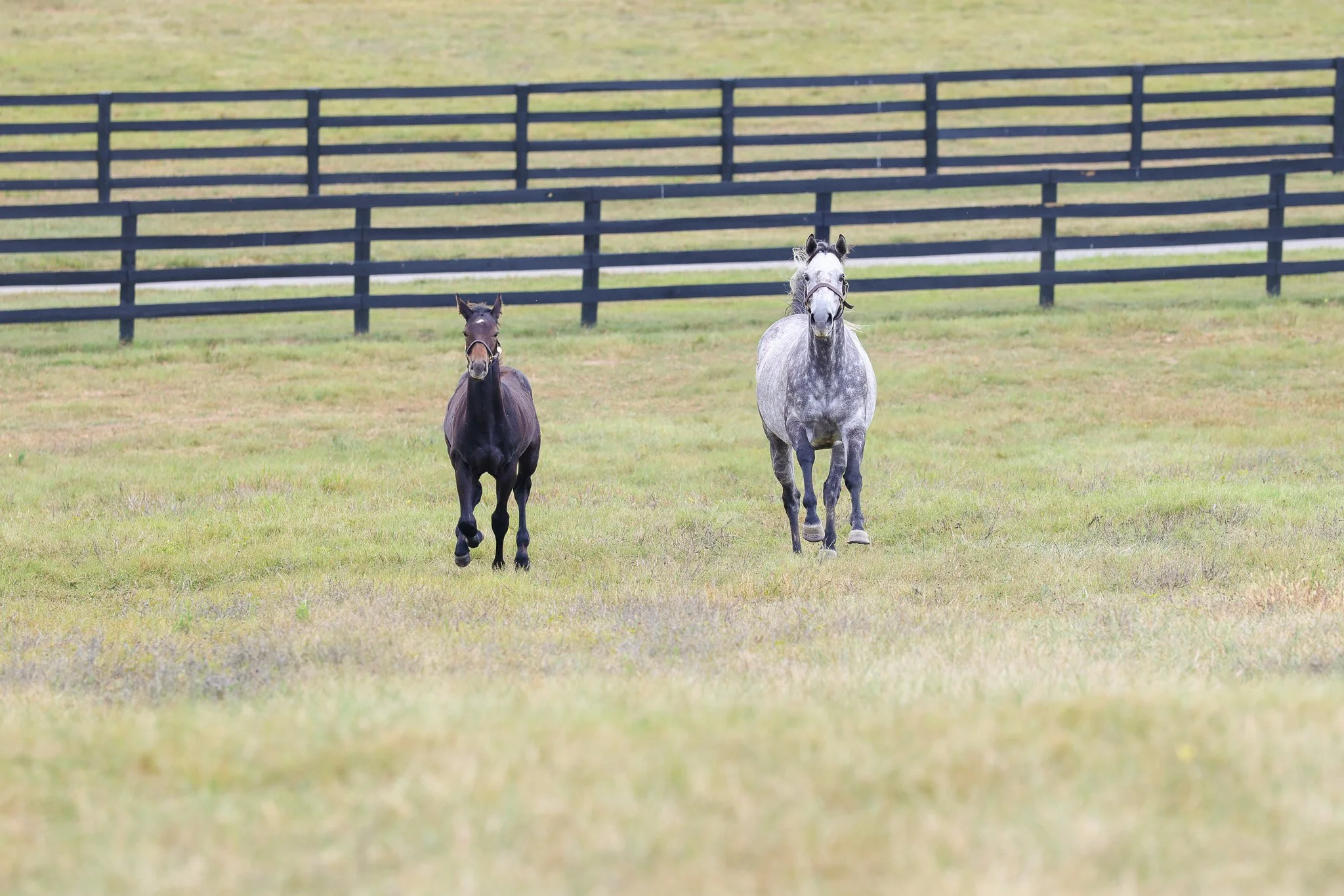 25 Caravel PP 9.16.25  6.jpg