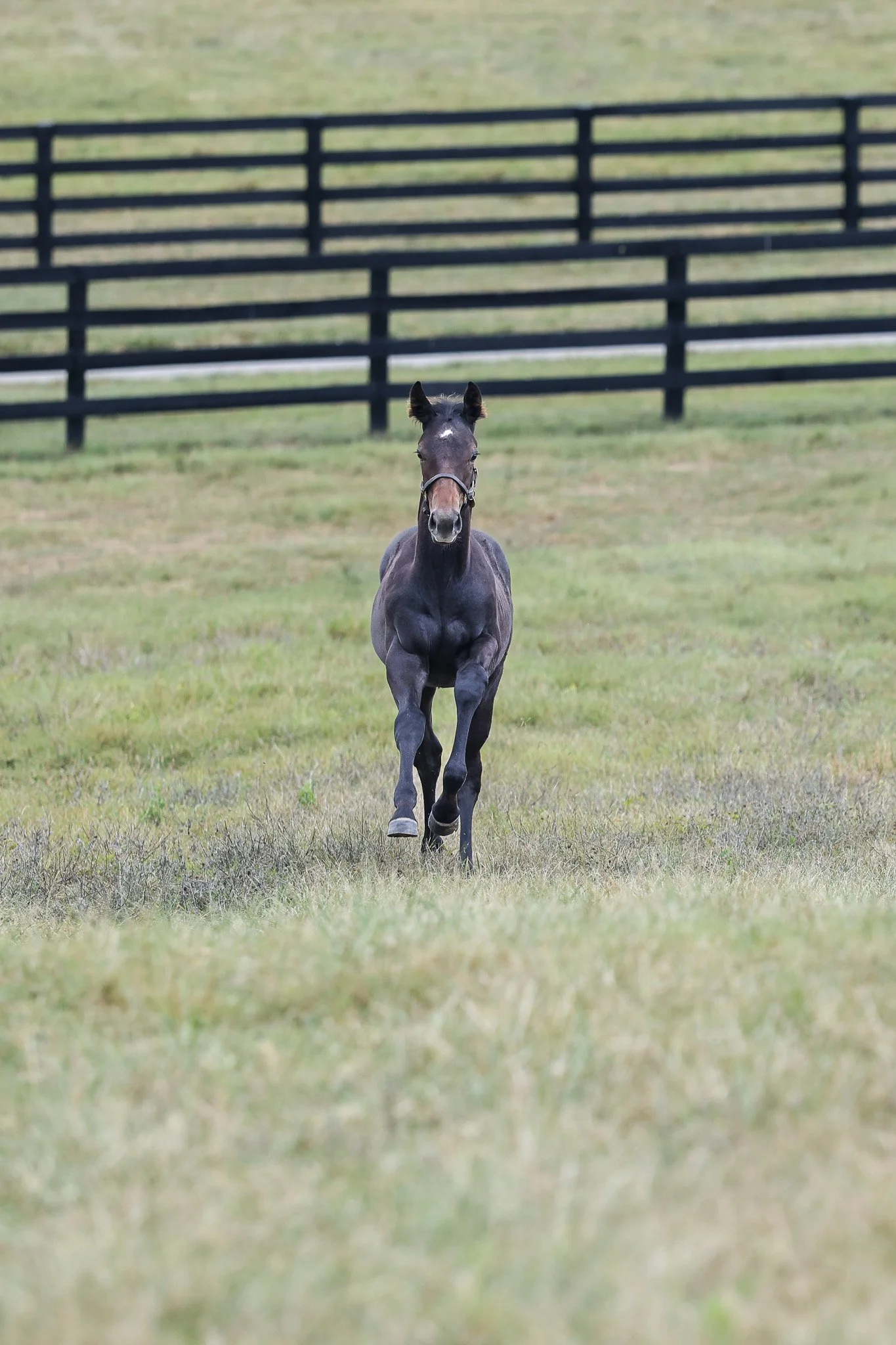 25 Caravel PP 9.16.25  7.jpg