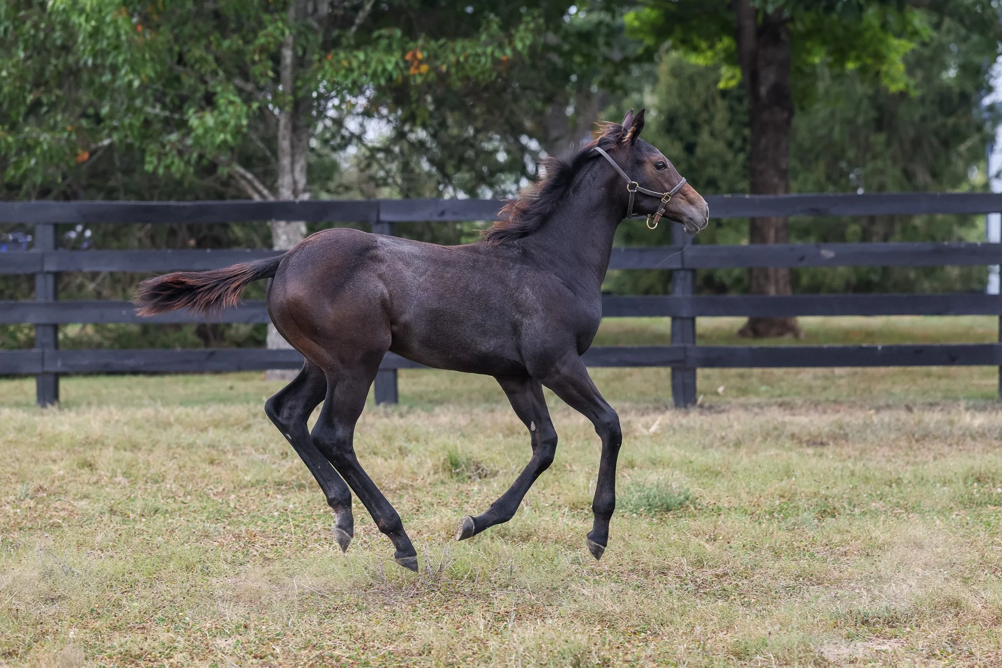 25 Caravel PP 9.16.25  9.jpg