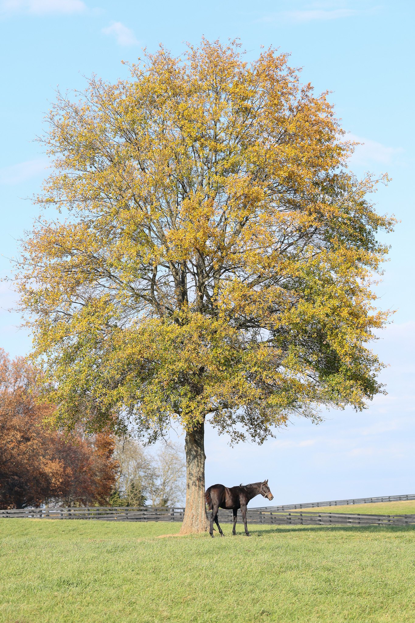 25 Caravel PP 11.14.25. 2.jpg